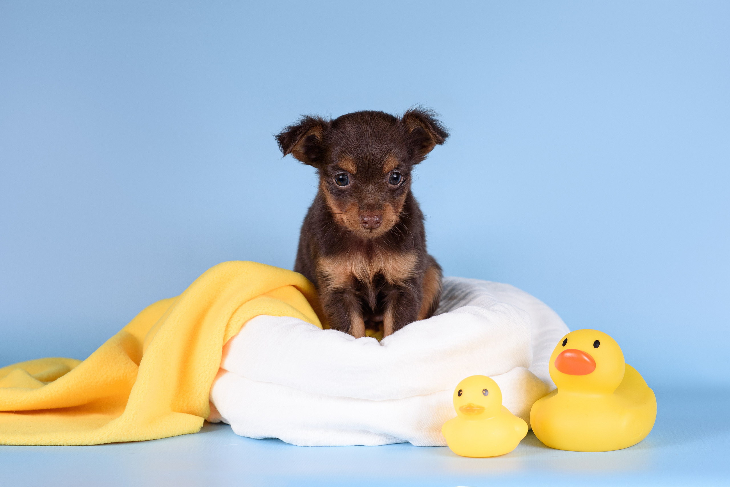 Щенки Пражских крысариков -13.04.2024. Фотограф — Анималист | Анна Абрамова