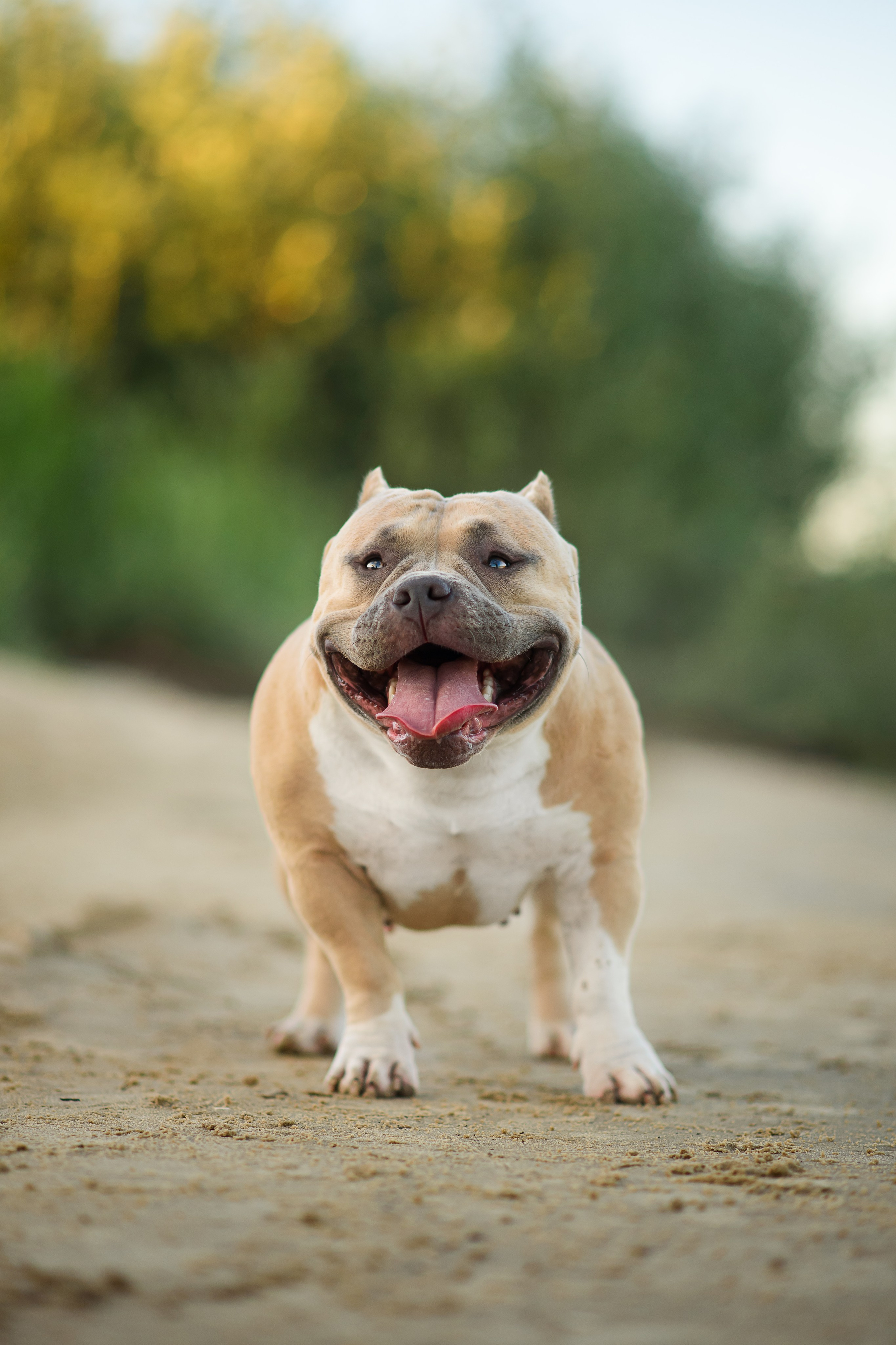 Тея — Амбулли — 23.07.2024. Фотограф — Анималист | Анна Абрамова