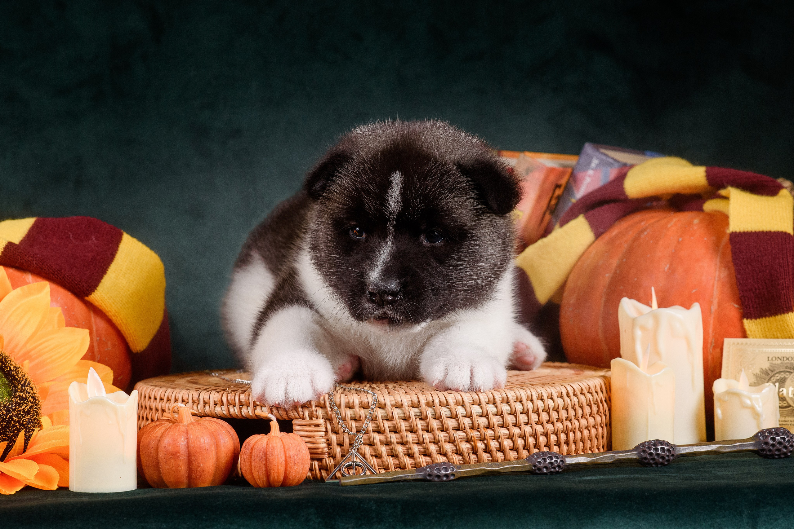 Щенки Американской Акиты — 04.11.2024. Фотограф — Анималист | Анна Абрамова