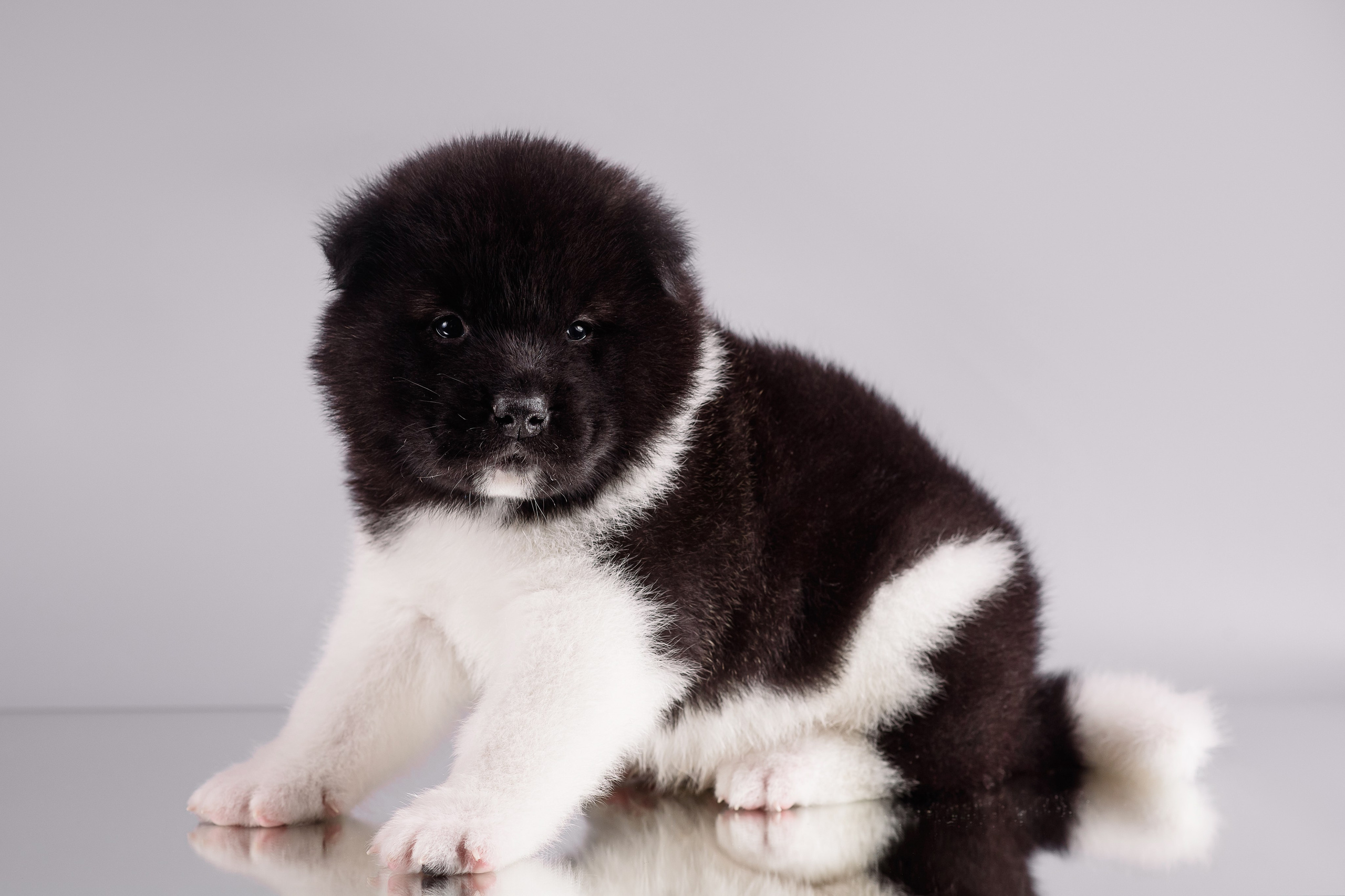 Щенки Американской Акиты — 04.11.2024. Фотограф — Анималист | Анна Абрамова