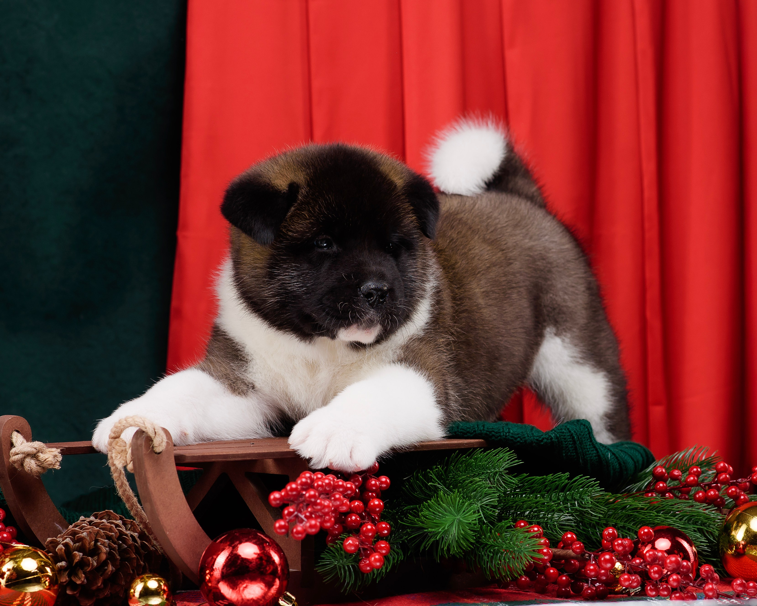 Щенки Американской Акиты. Фотограф — Анималист | Анна Абрамова