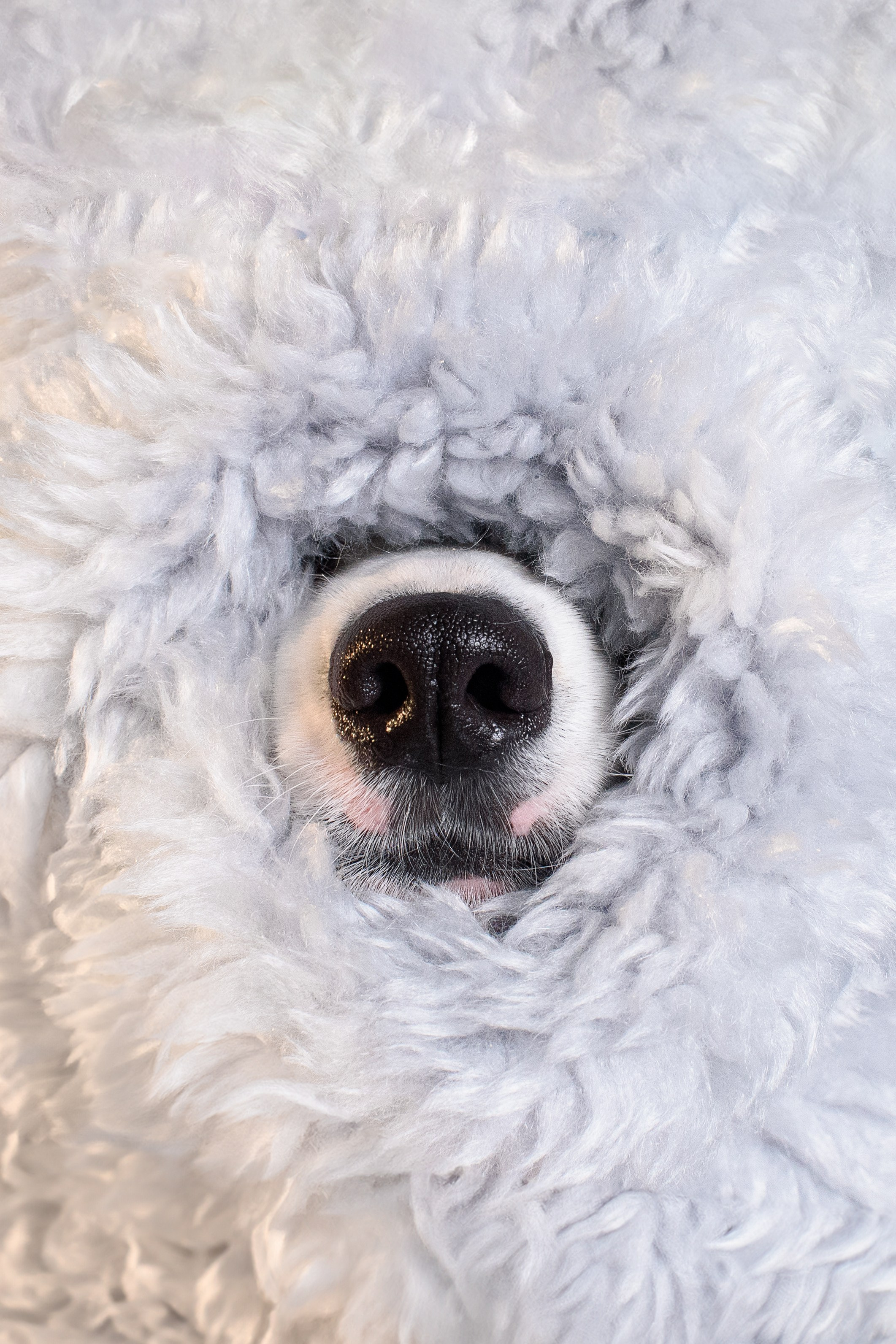 Лея съемка на однотонном фоне — 2024. Фотограф — Анималист | Анна Абрамова