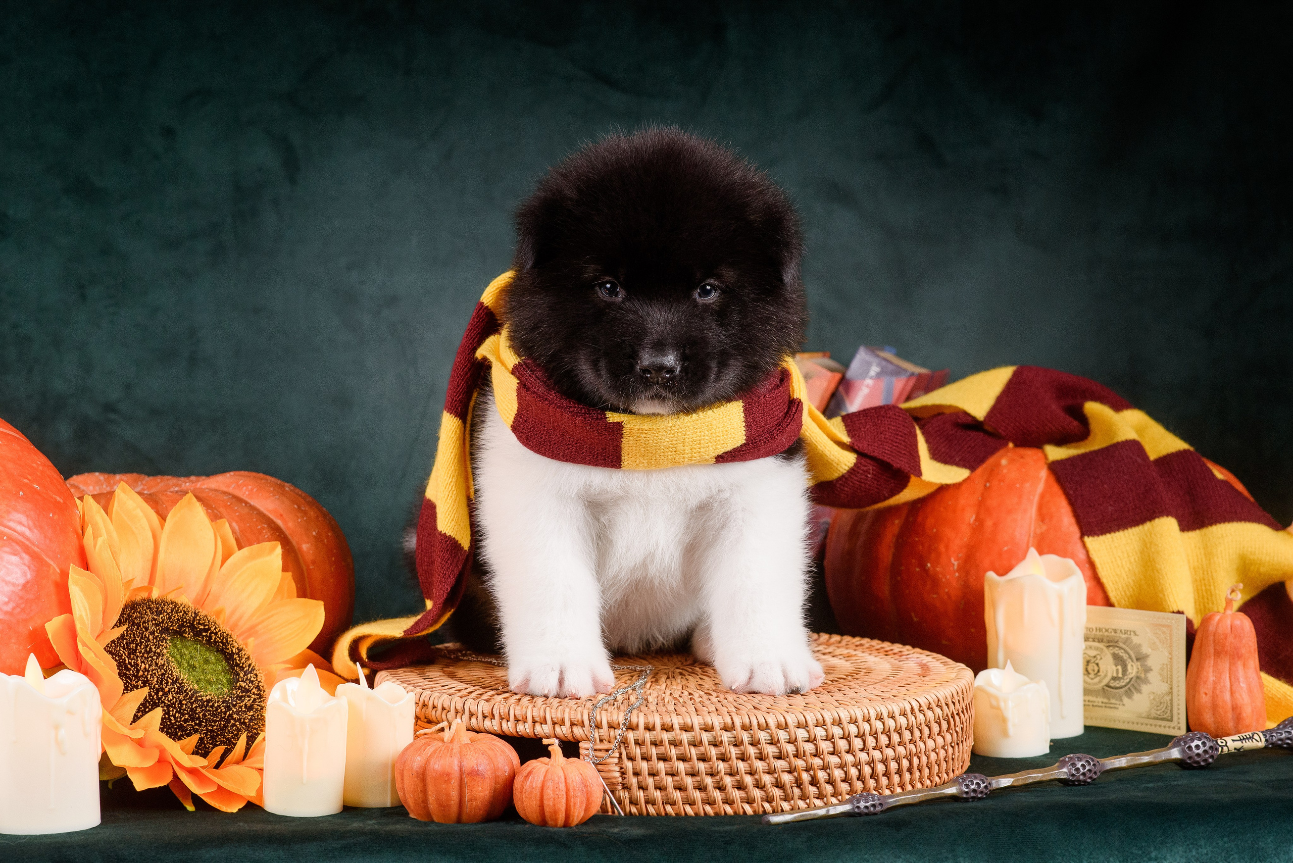 Щенки Американской Акиты — 04.11.2024. Фотограф — Анималист | Анна Абрамова