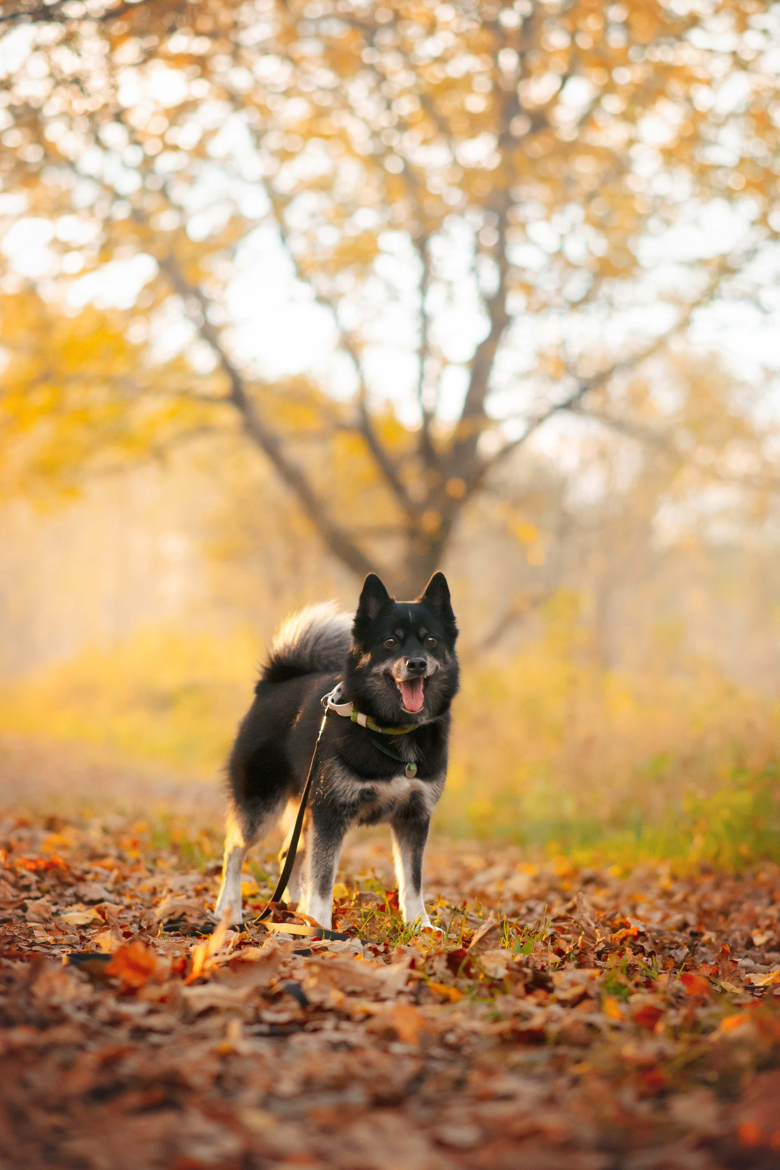 Максим, Надя, Рой и Шелби — 13.10.2024. Фотограф — Анималист | Анна Абрамова