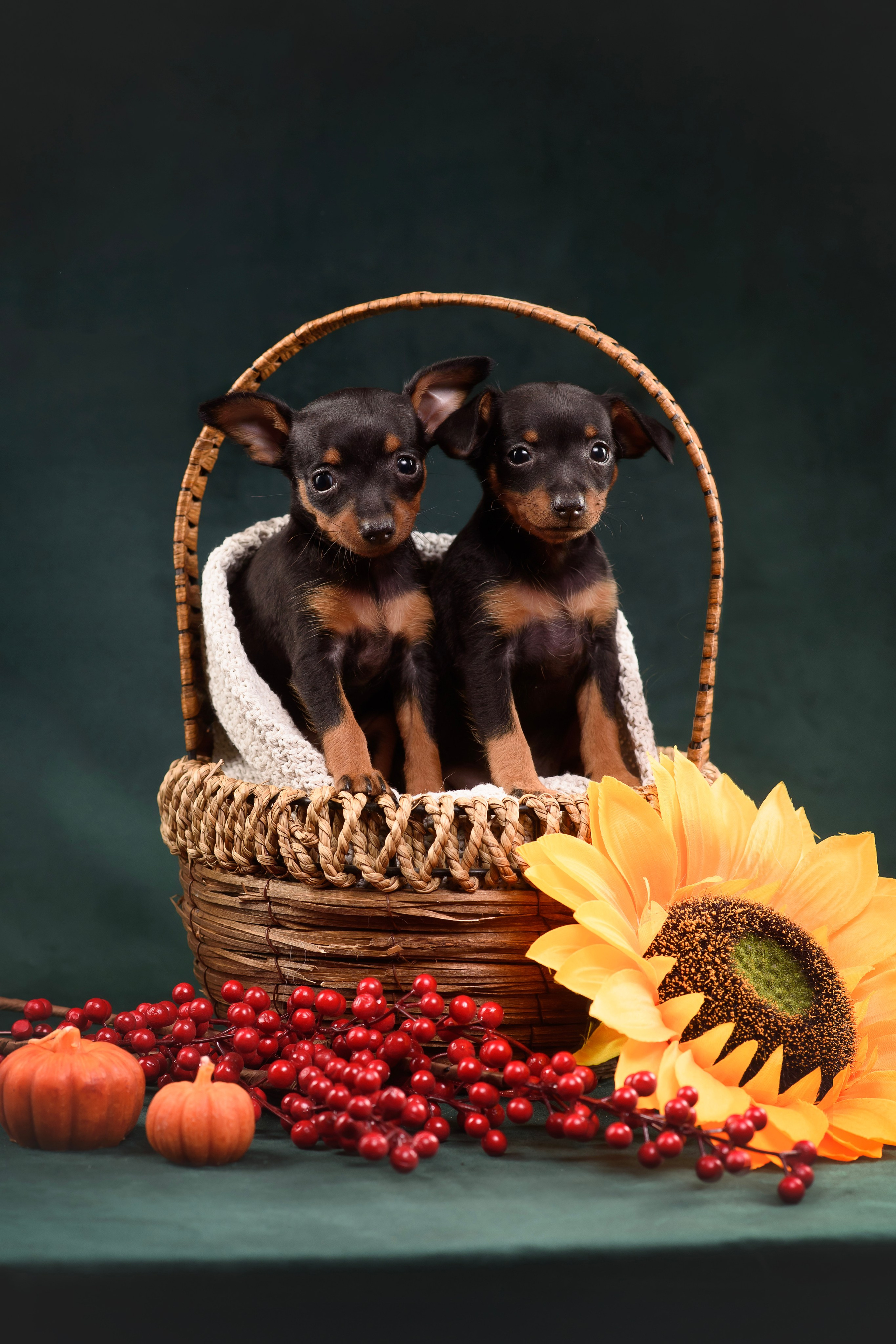 Щенки Пражского крысарика — 19.10.2025. Фотограф — Анималист | Анна Абрамова