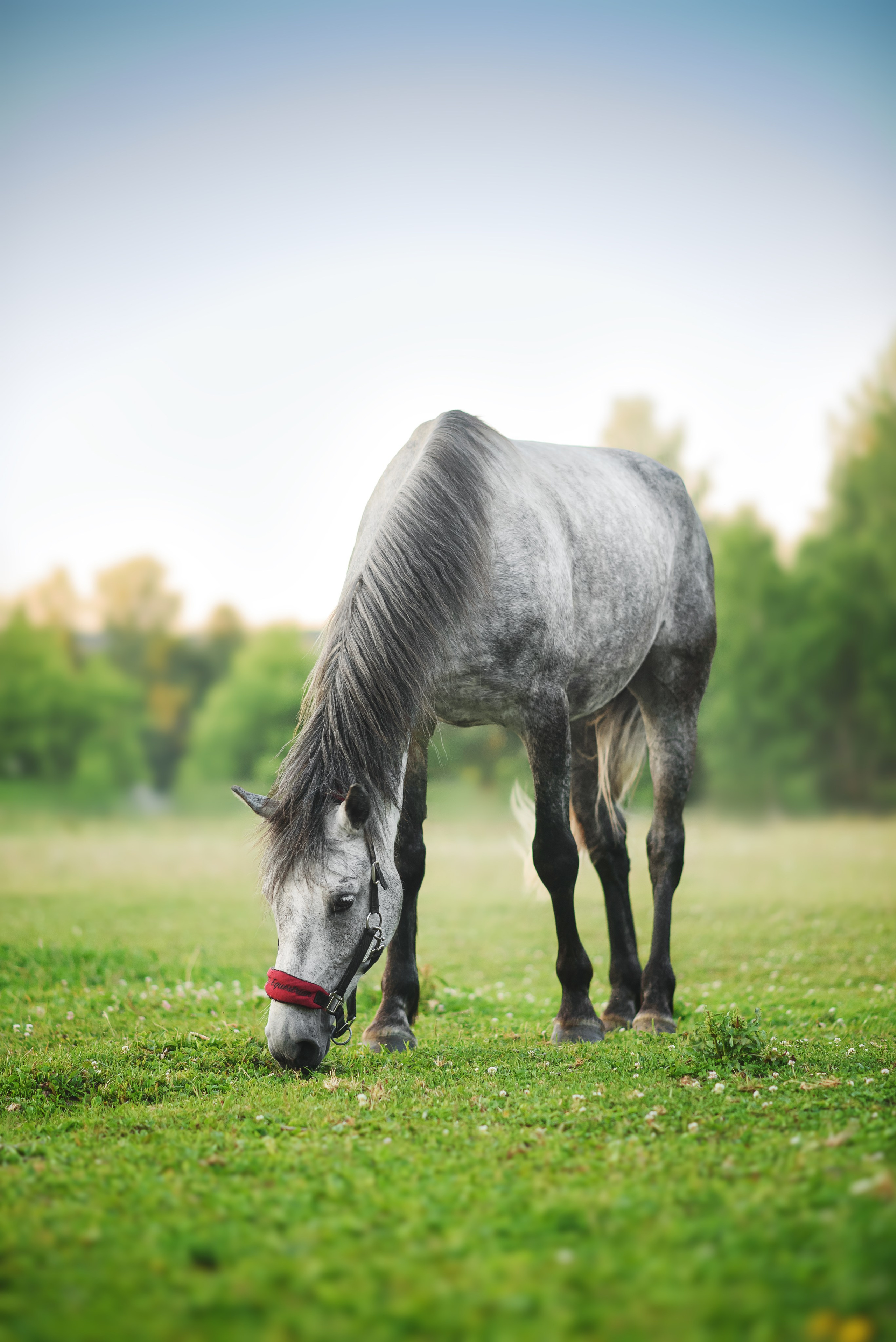 Дакар и Рамина — 29.06.2024. Фотограф — Анималист | Анна Абрамова
