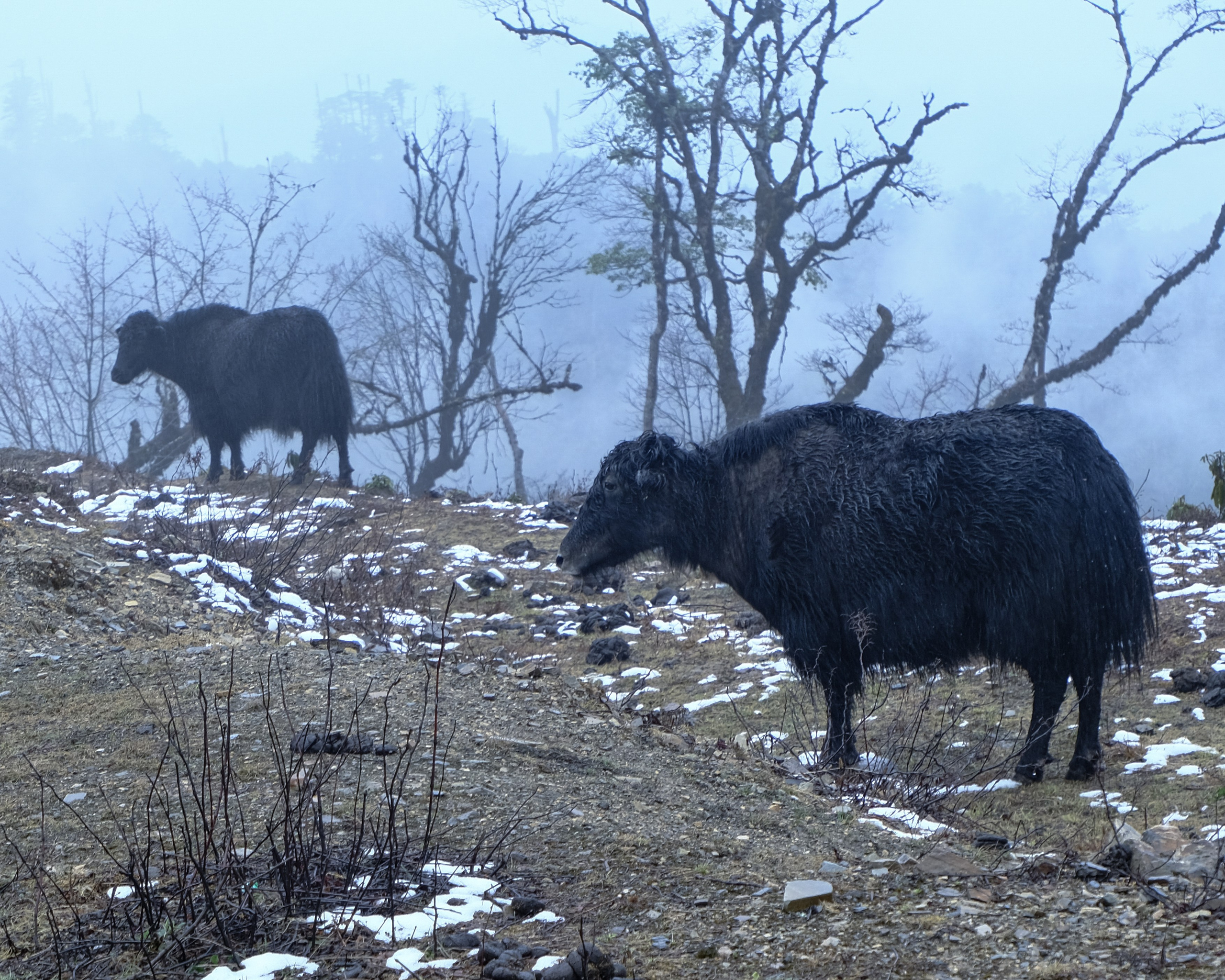 Индия Яки. Фотографии из путешествий