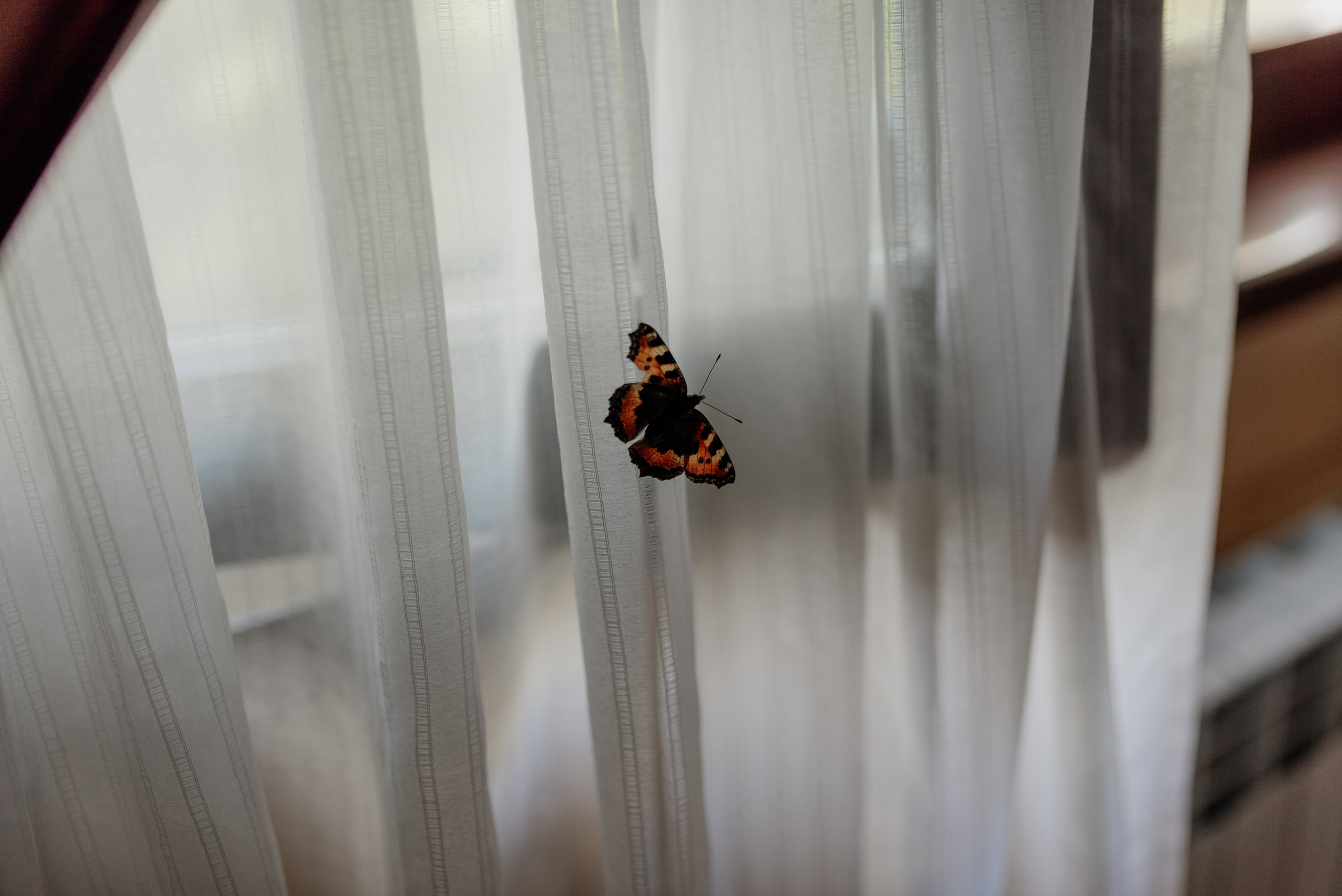 Степан и Анастасия. Свадебный и Семейный фотограф в Ярославле Алёна Колясникова