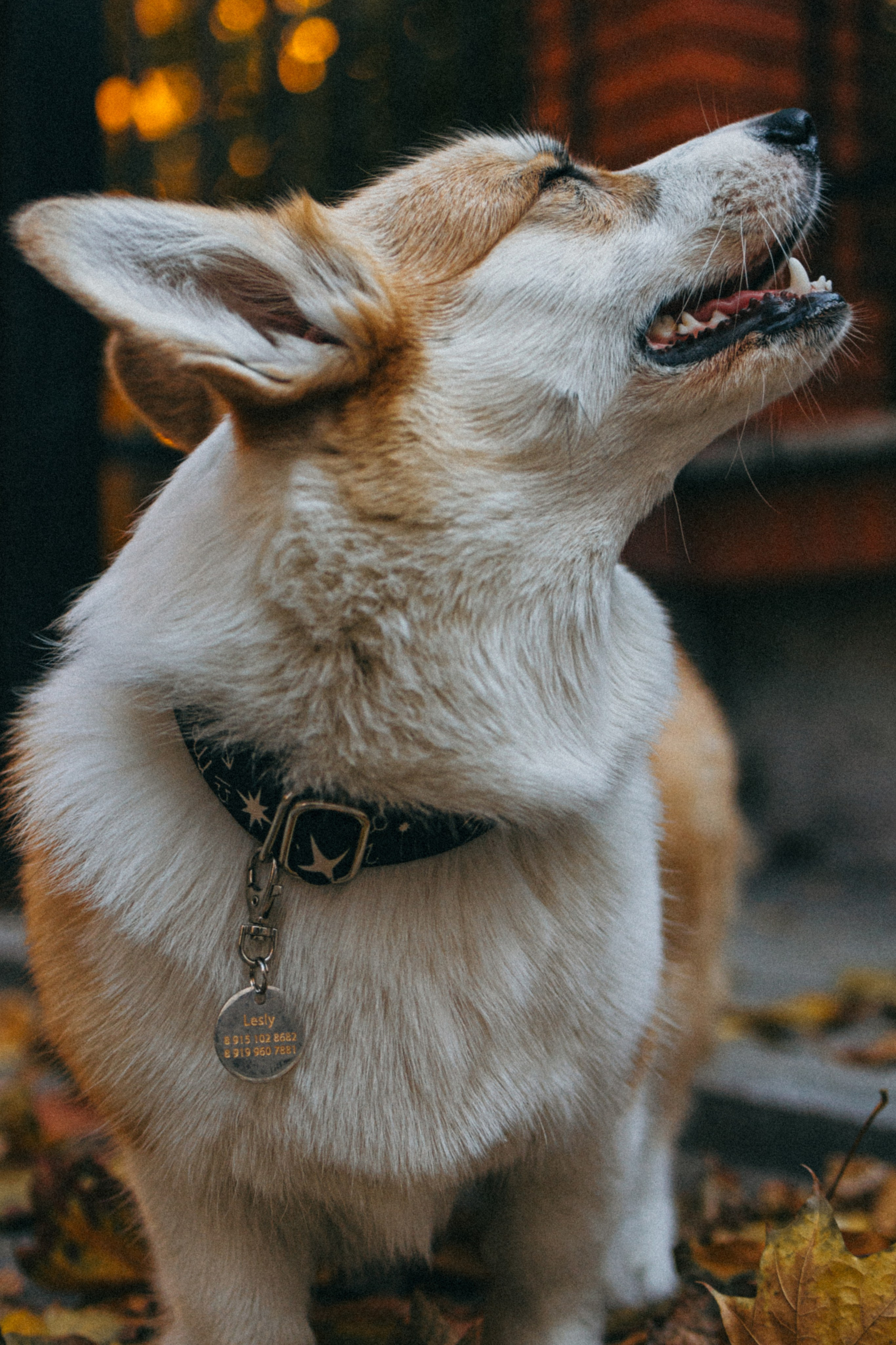 Даша, Рома и Лесли. Фотораф — анималист Мария Шистка