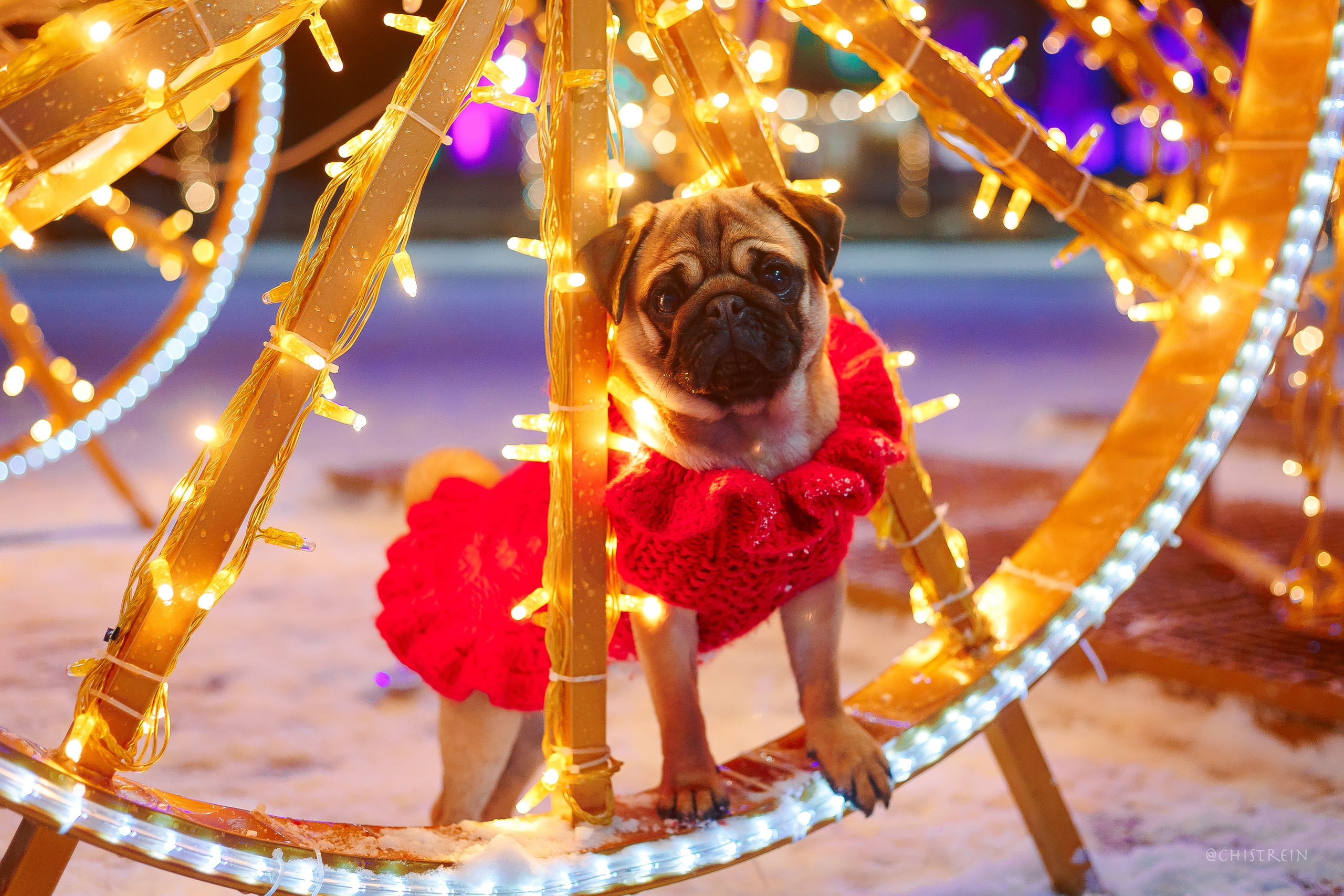 Новогоднее настроение. Роза. Фотограф-анималист Наталия Чистюхина в г. Сосновый Бор и ЛО