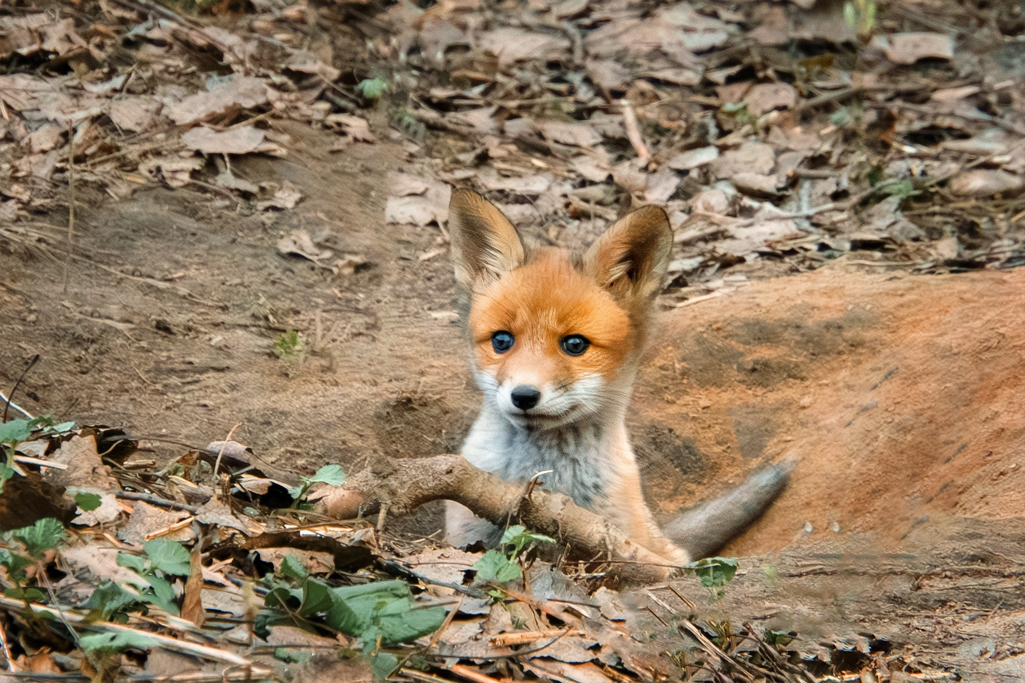 Животные. Ваш личный фотограф Марина Волкова