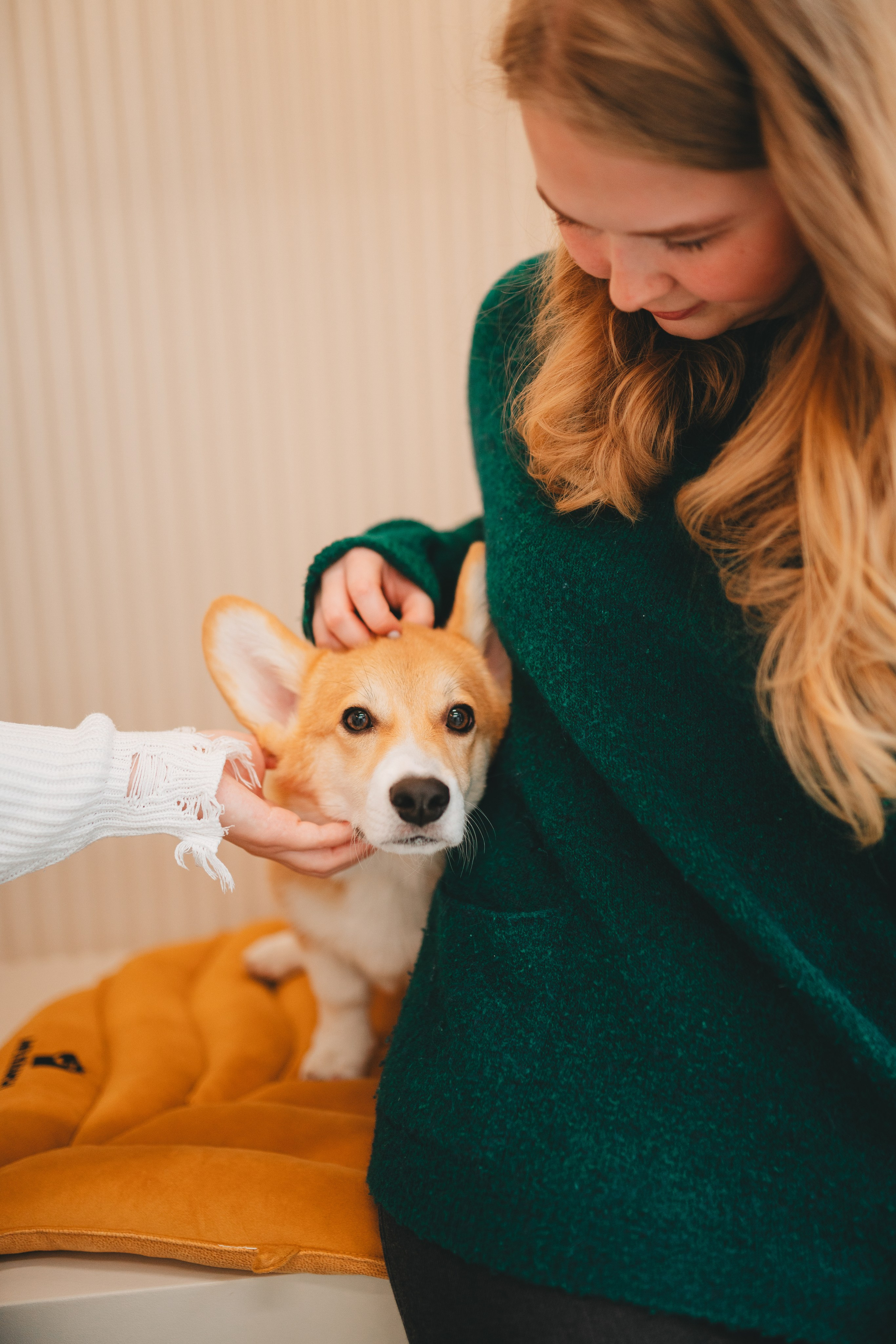 Груминг — салон. Фотограф анималист Осипчикова Мария