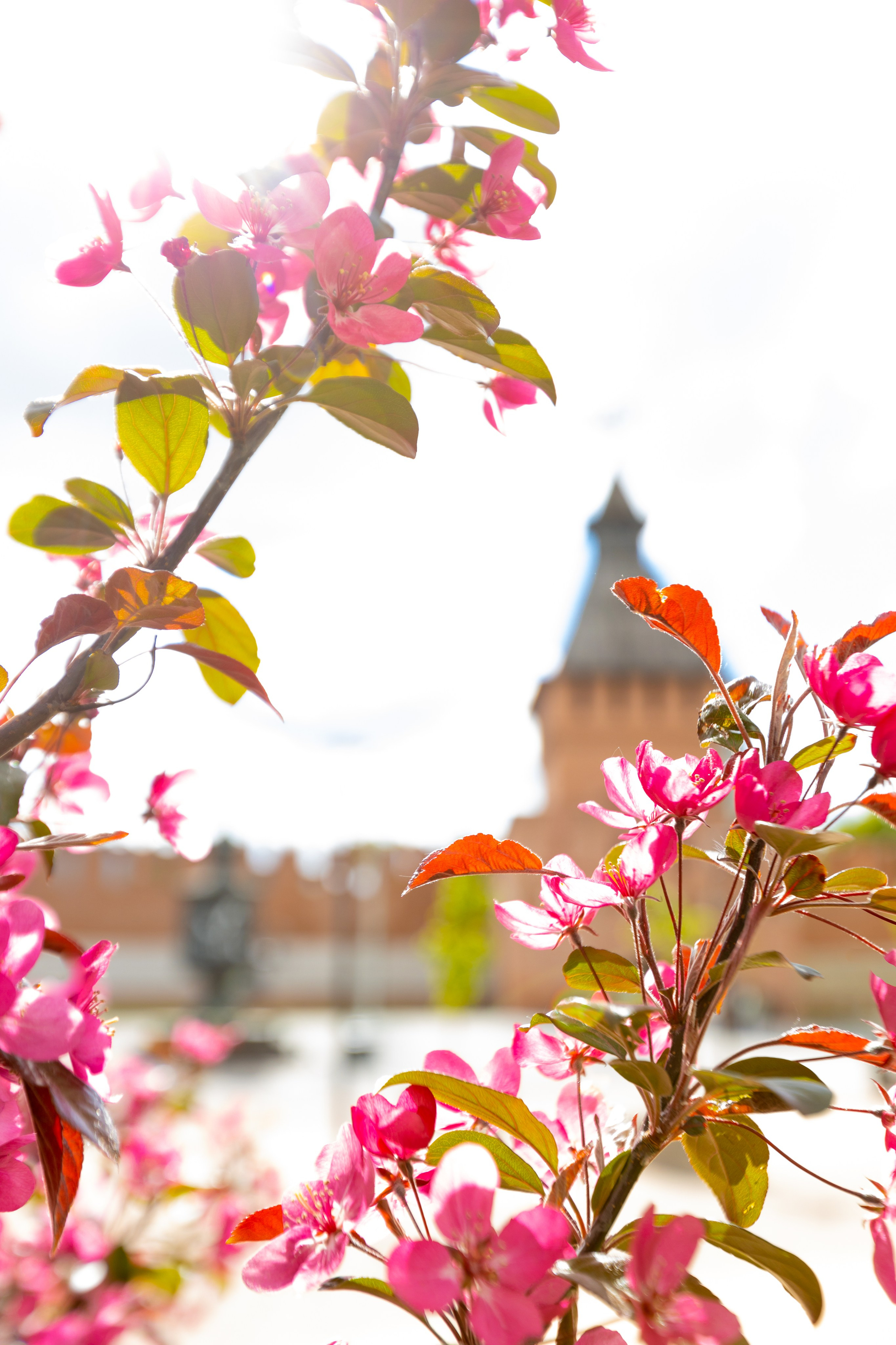 Весеннее цветение в Туле. Фотограф в Туле Крупский АнДРей. Фотостудия «КАДР71» в Туле