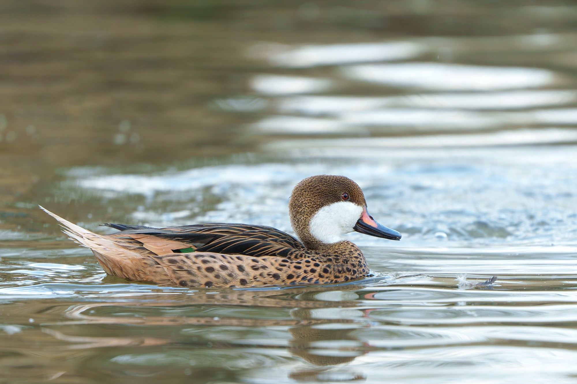 Удивительные мир птиц. Вокруг нас столько прекрасного — присмотритесь!. Ваш личный фотограф Марина Волкова