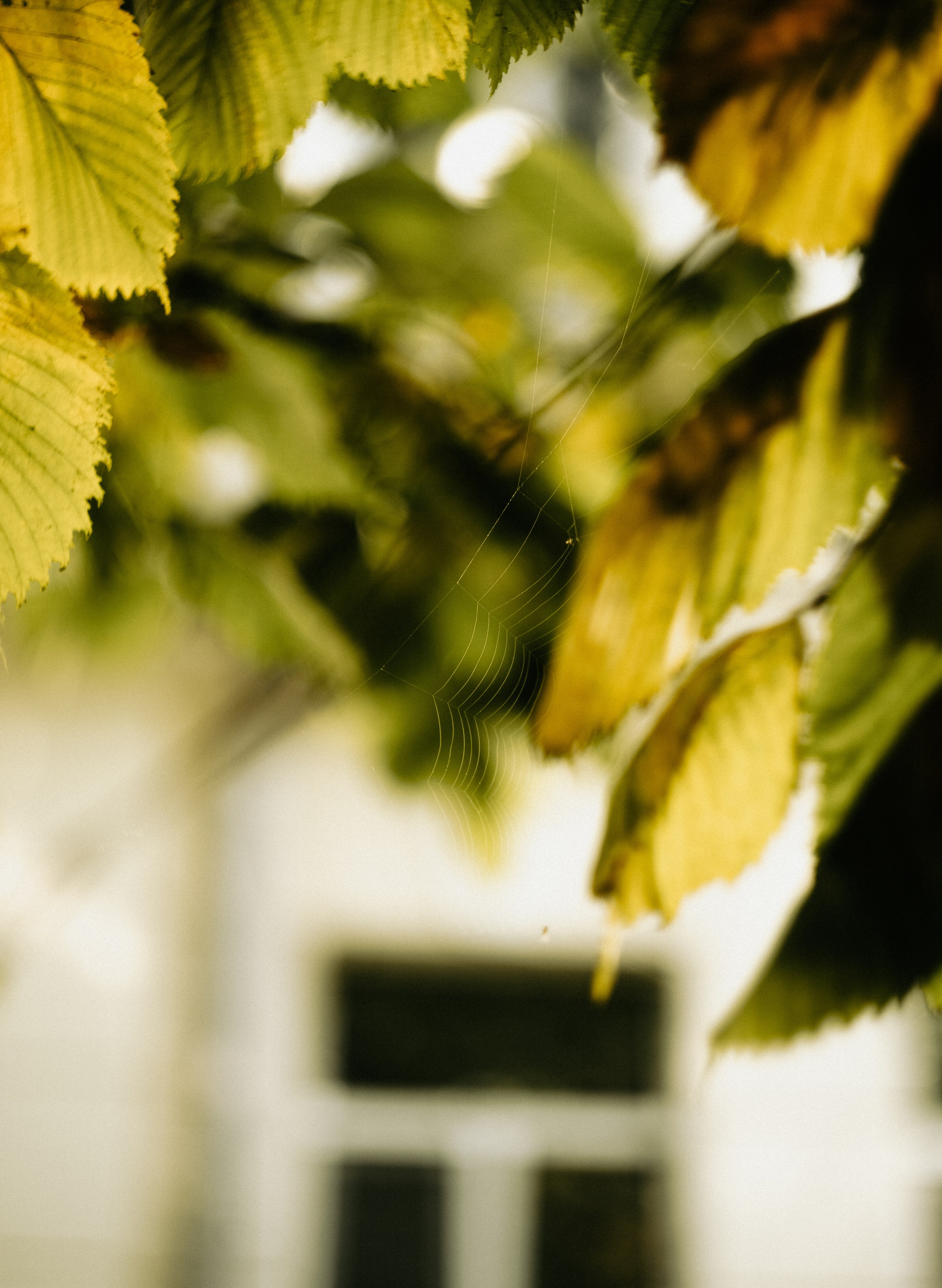 Wallpapers. Фотограф Казань