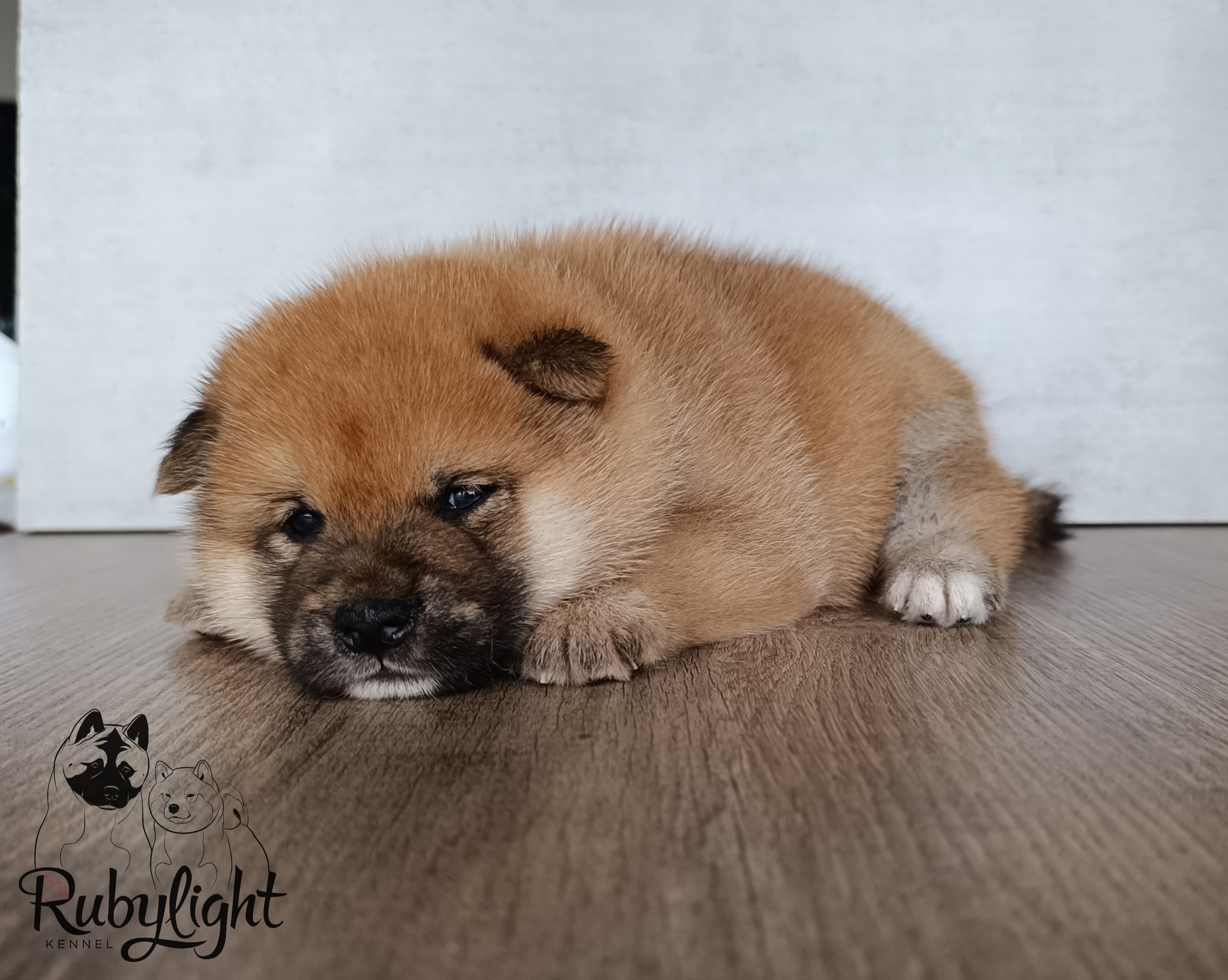 Сиба Rubylight Everest питомник Рубилайт 