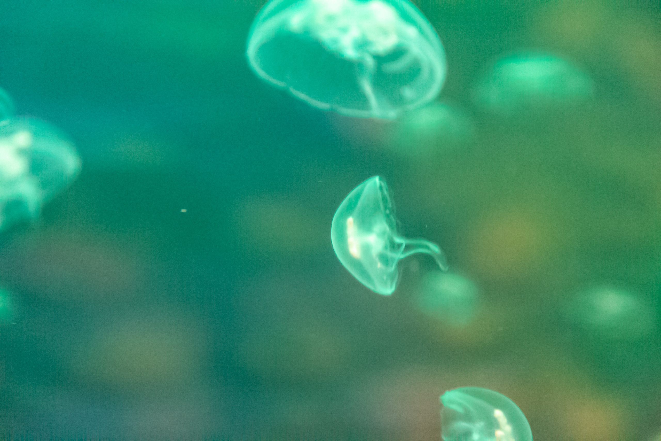 Светлая сторона