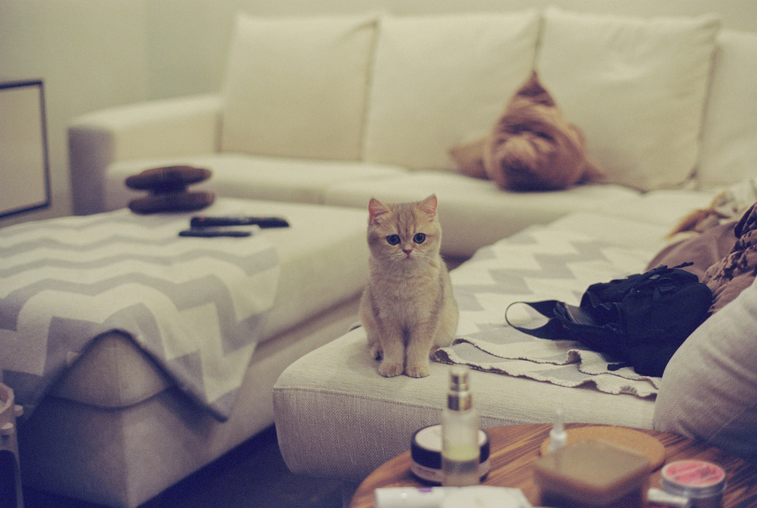 Плёночная весна 2025. Илья Михачёв Фотограф ПРО людей