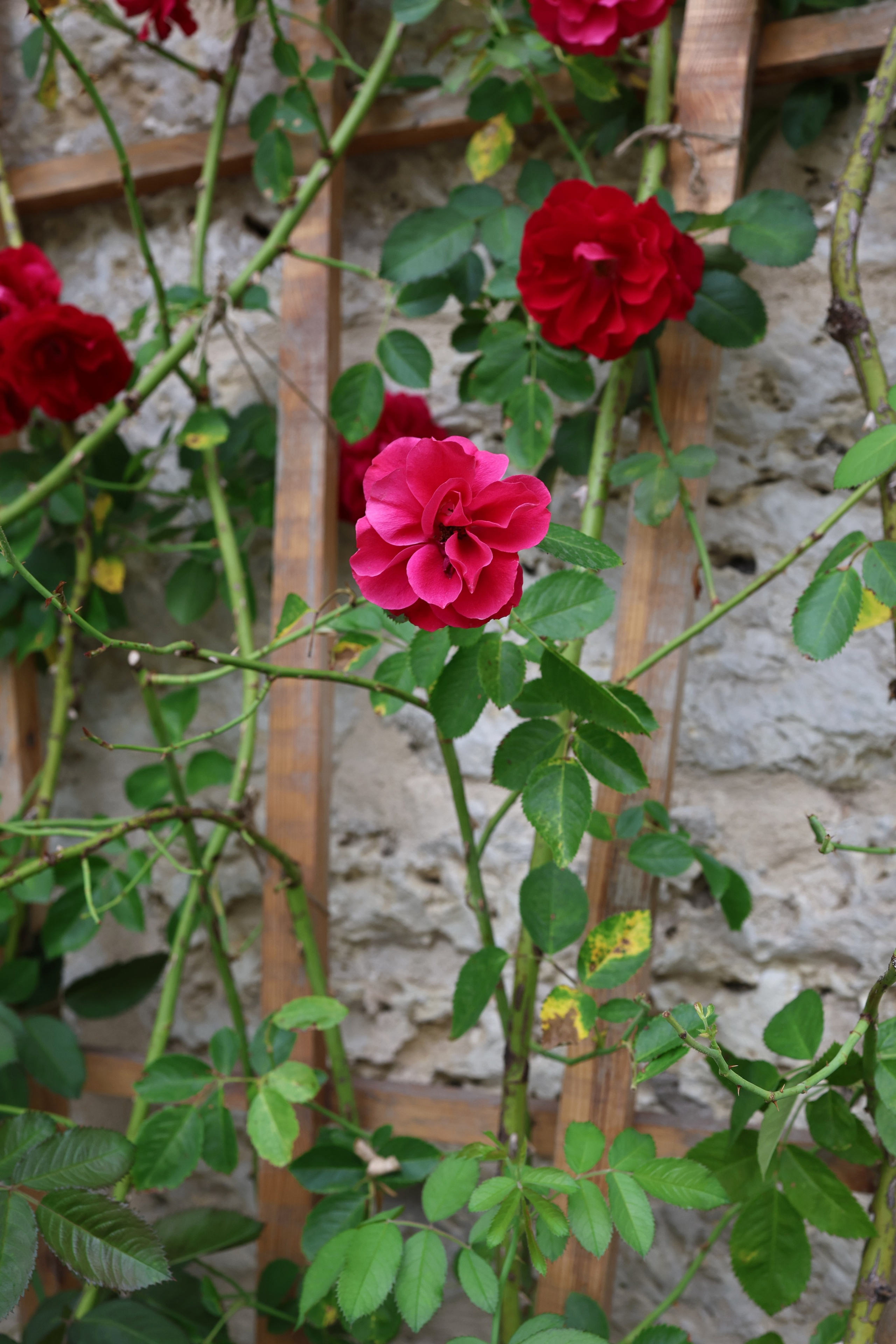 Валерия и Николай. Свадебный и семейный фотограф в Воронеже Ксения Воротникова