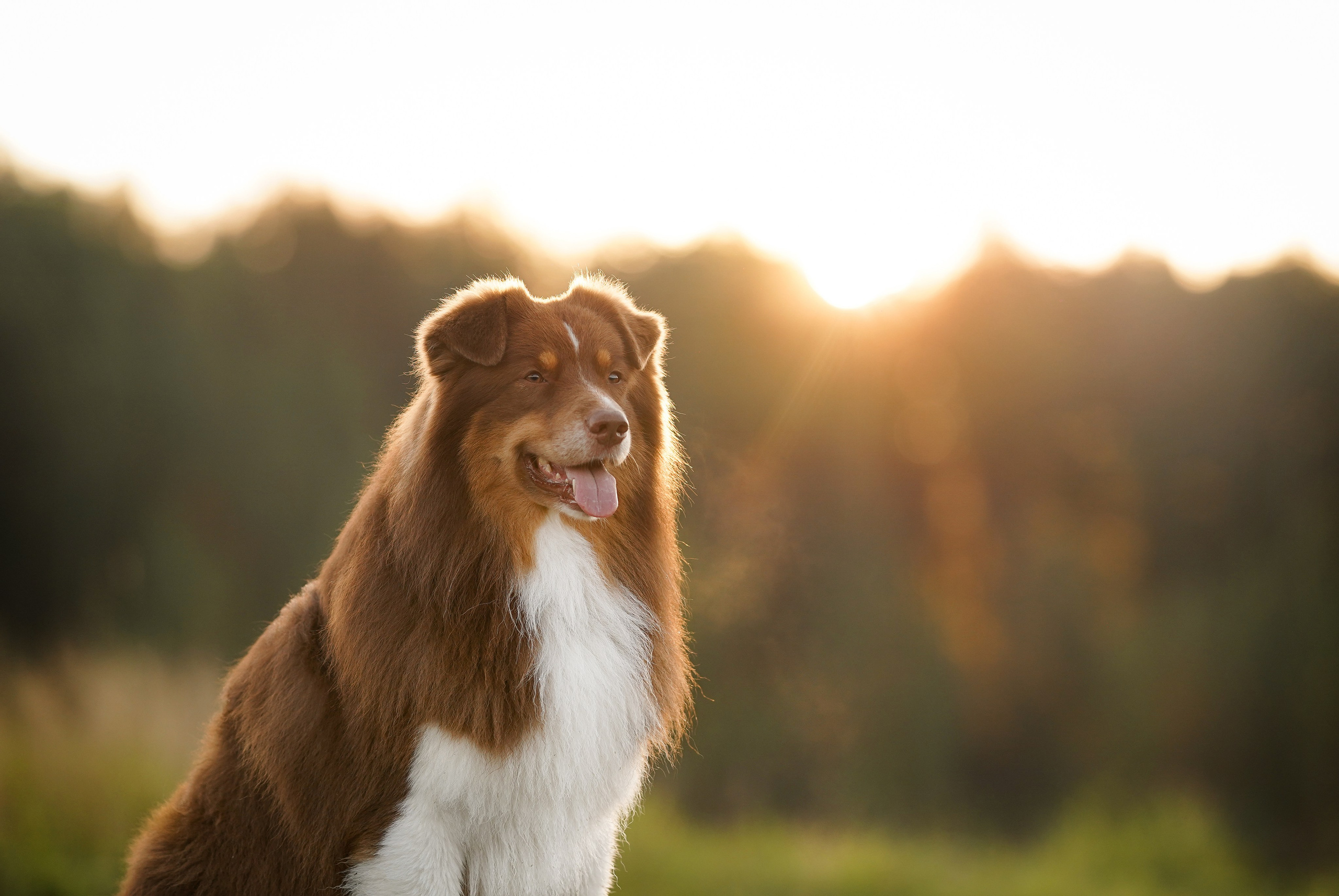 Катя Сэнди и Рокки. Фотограф-анималист в Санкт-Петербурге Яна Мартынова