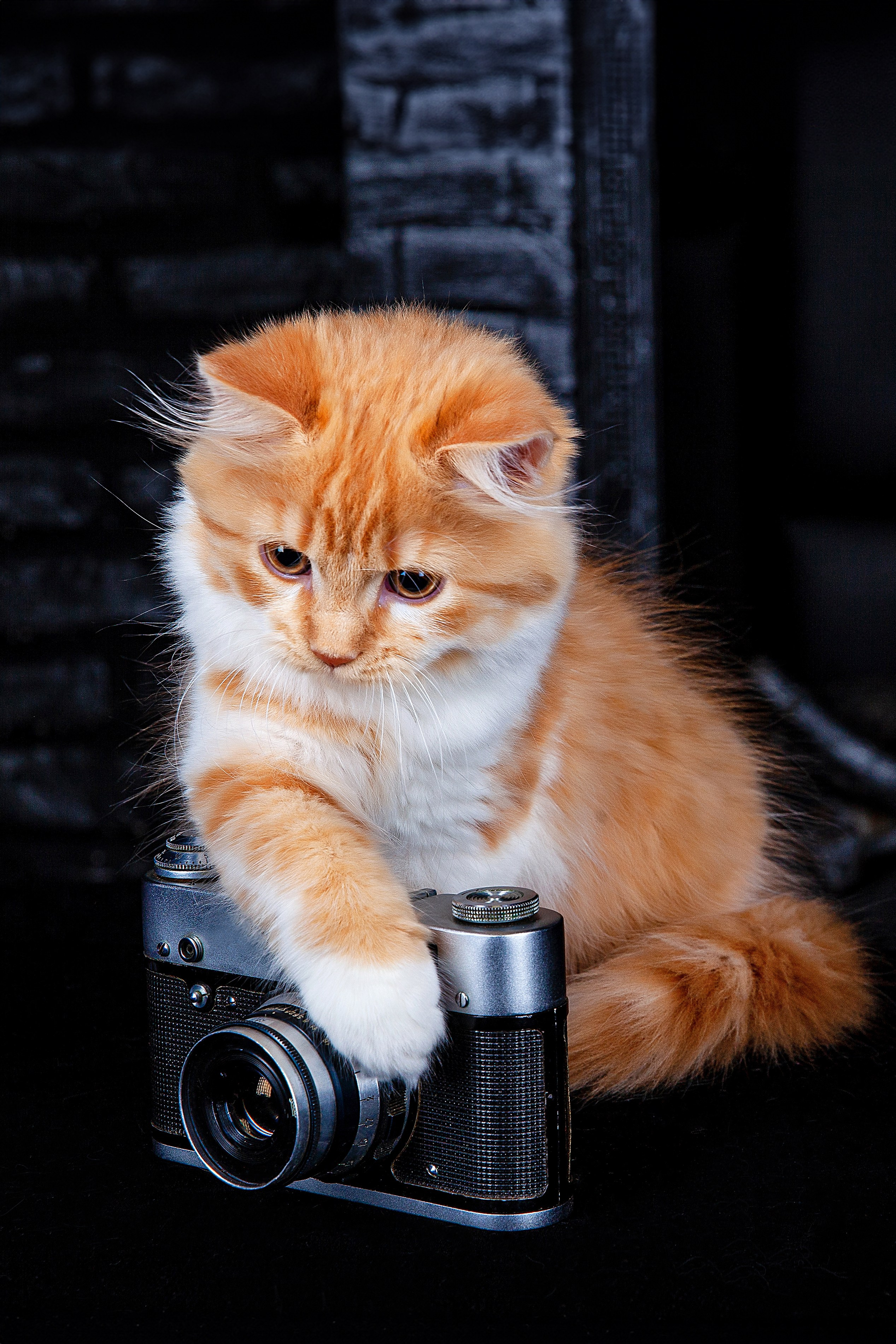 Фотографии кошек и котят. Фотограф Ирина Бобрешова. Коряжма