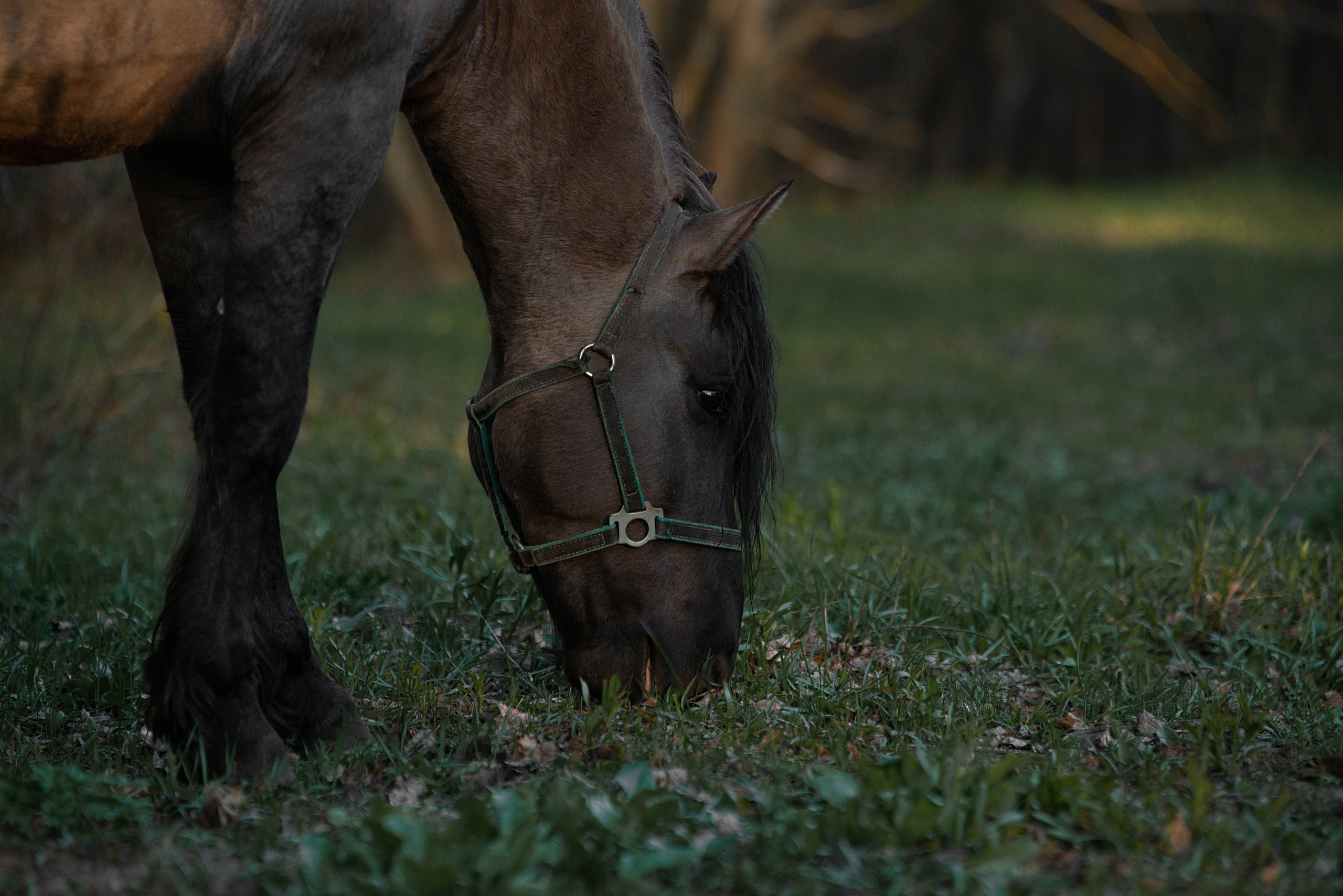 Вятка Исток. Конный фотограф в Саратове Юлия Иванова