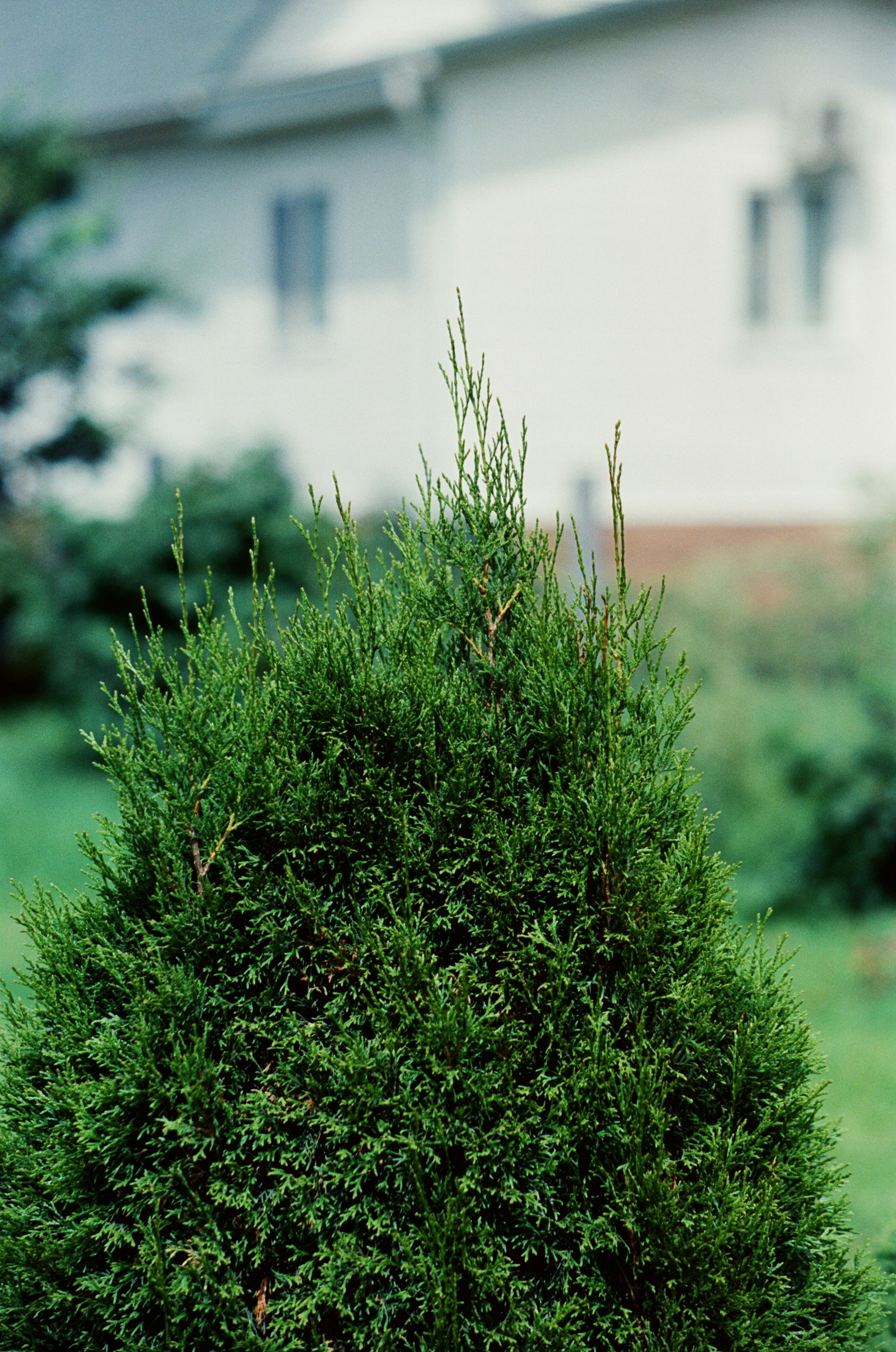 Canon 33V — Minolta MC Rokkor-PF 85 mm f1.7 | SFL 200T | июль 2025 г