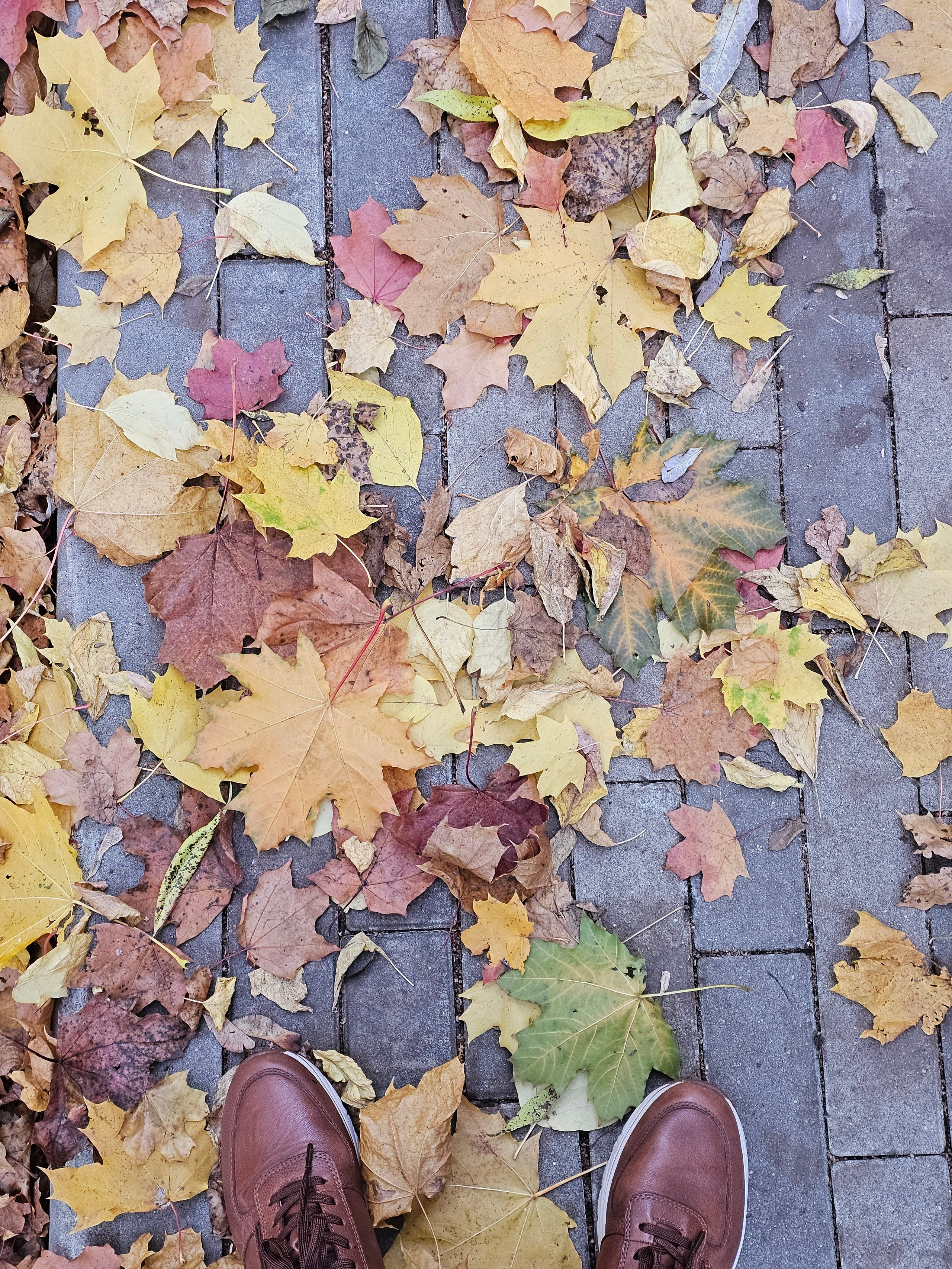 Крупный план коричневых ботинок на тротуарной плитке, усыпанной разноцветными осенними кленовыми листьями. Снимок сверху вниз, на котором видны носки коричневых кожаных ботинок на серой тротуарной плитке. Поверх плитки разбросаны опавшие кленовые листья разных осенних оттенков: желтого, оранжевого, красного и коричневого.
