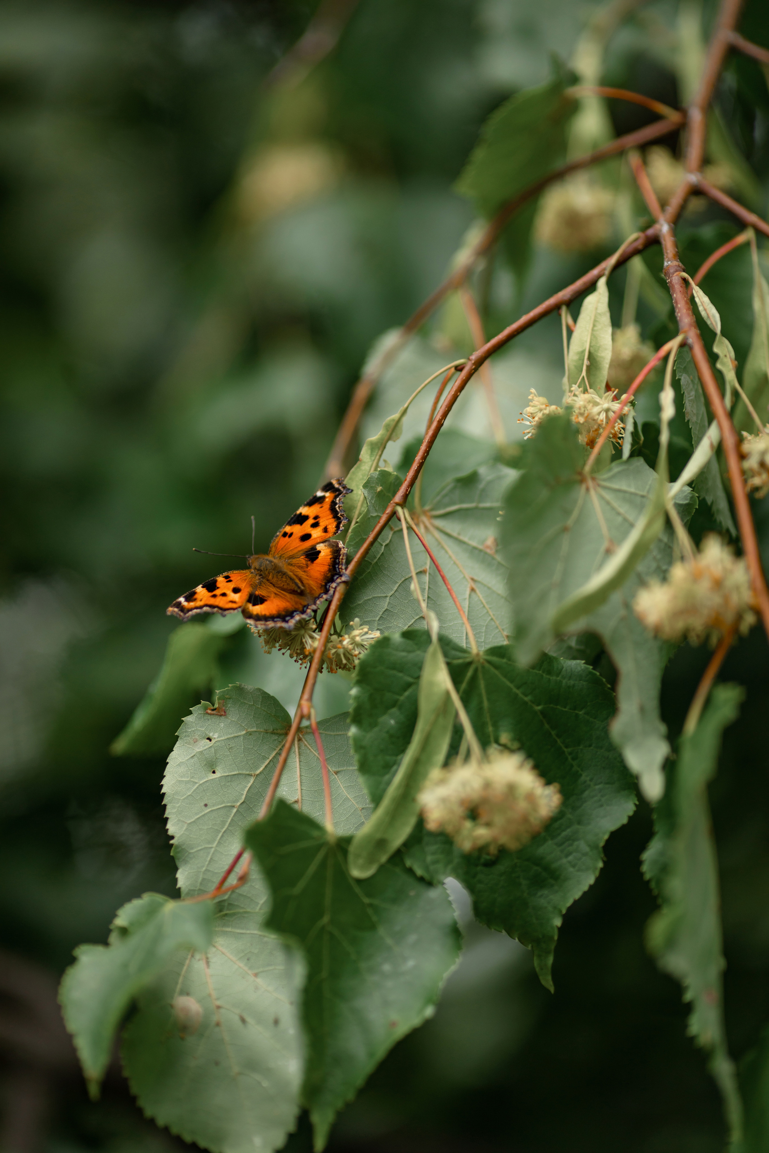 Иван и Яна. Свадебная фото-видеосъемка в Москве и Мо
