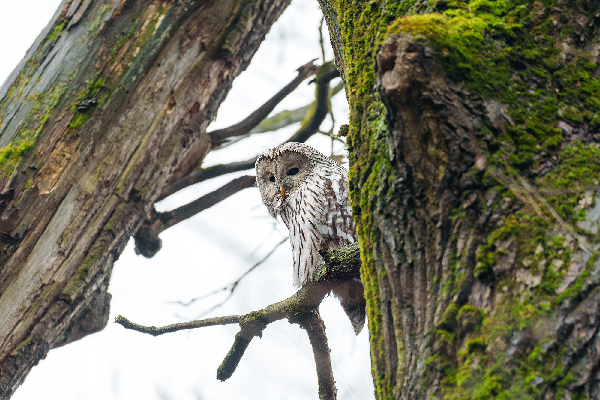 Удивительные мир птиц. Вокруг нас столько прекрасного — присмотритесь!. Ваш личный фотограф Марина Волкова