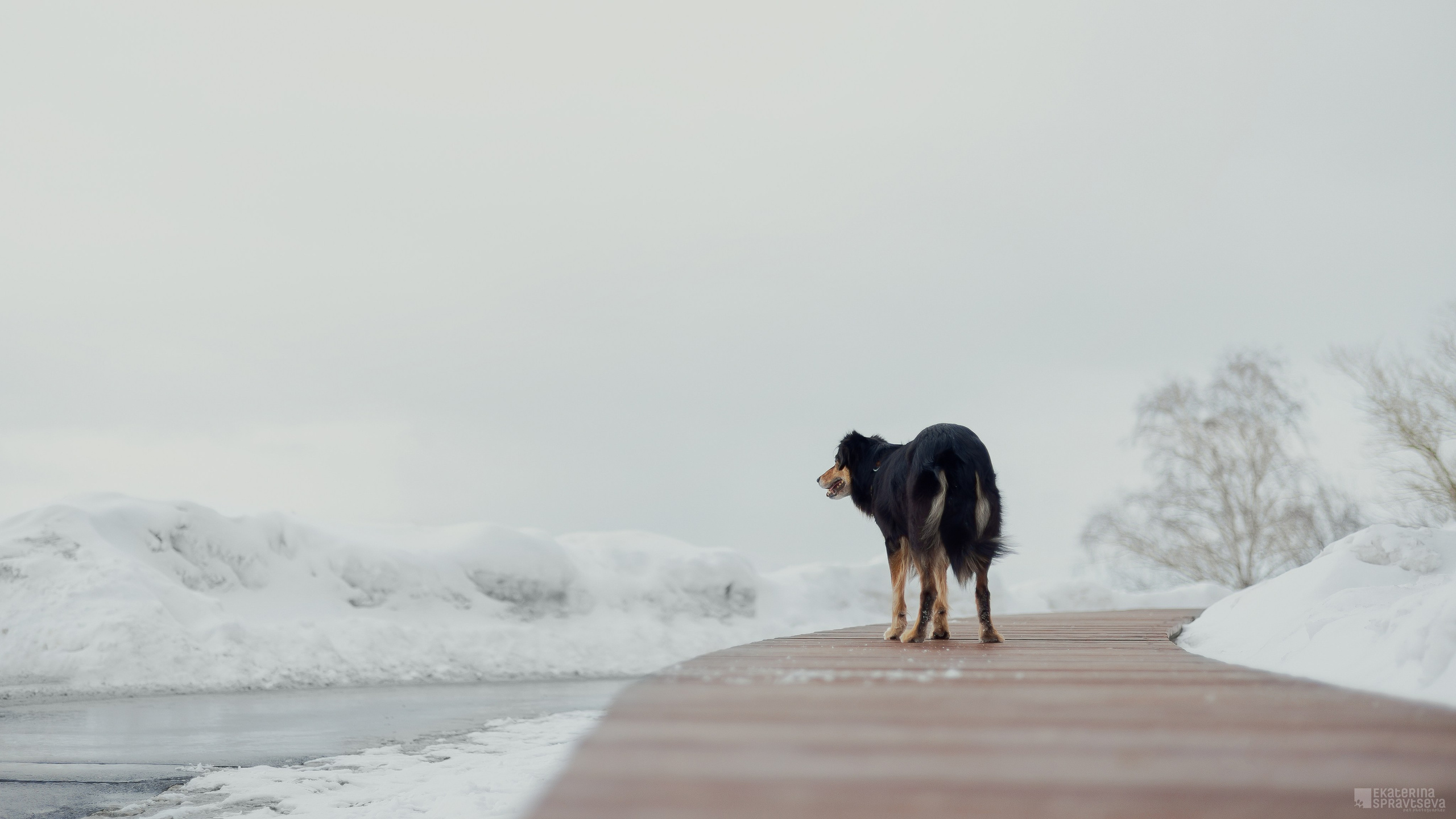 Алла и Кобра. Фотограф Анималист Екатерина Справцева в Нижнем Новгороде