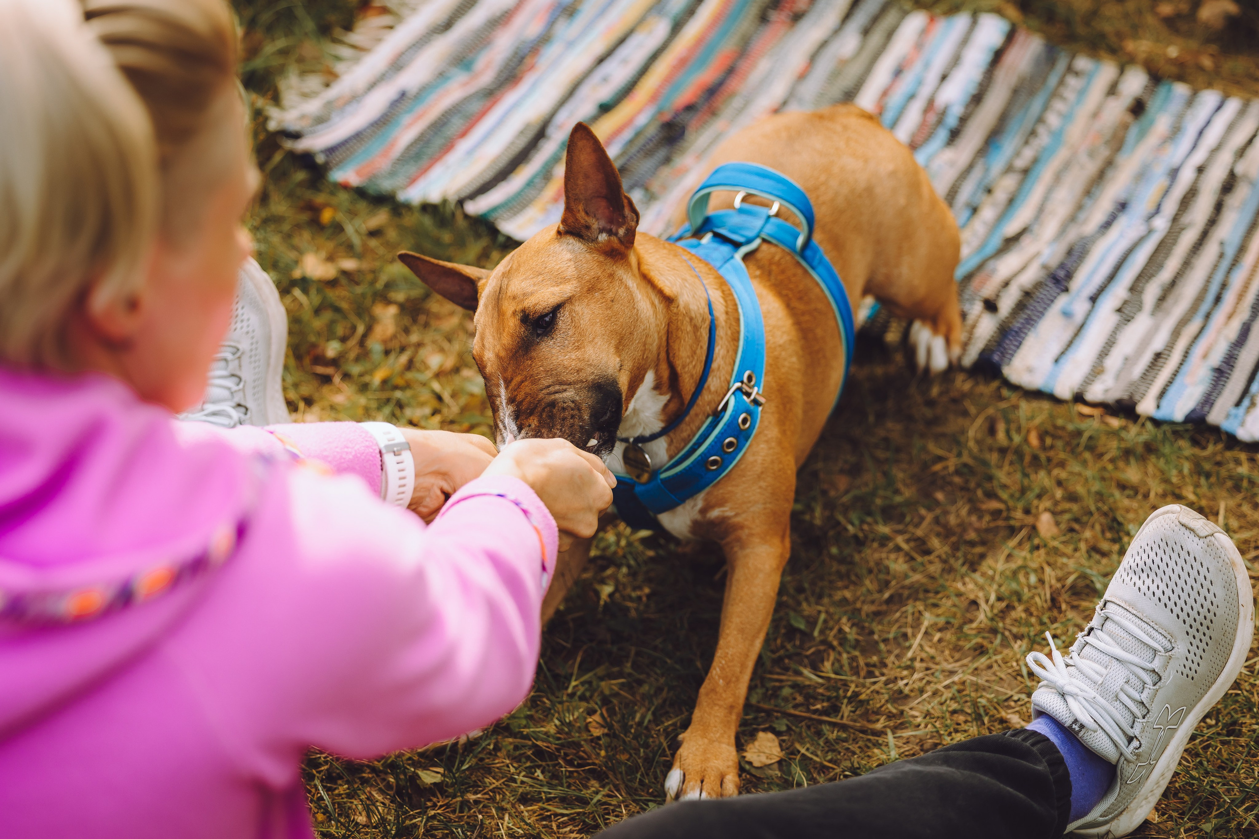 Выездной дог-тренинг от школы «Шерсть имею», Тованово