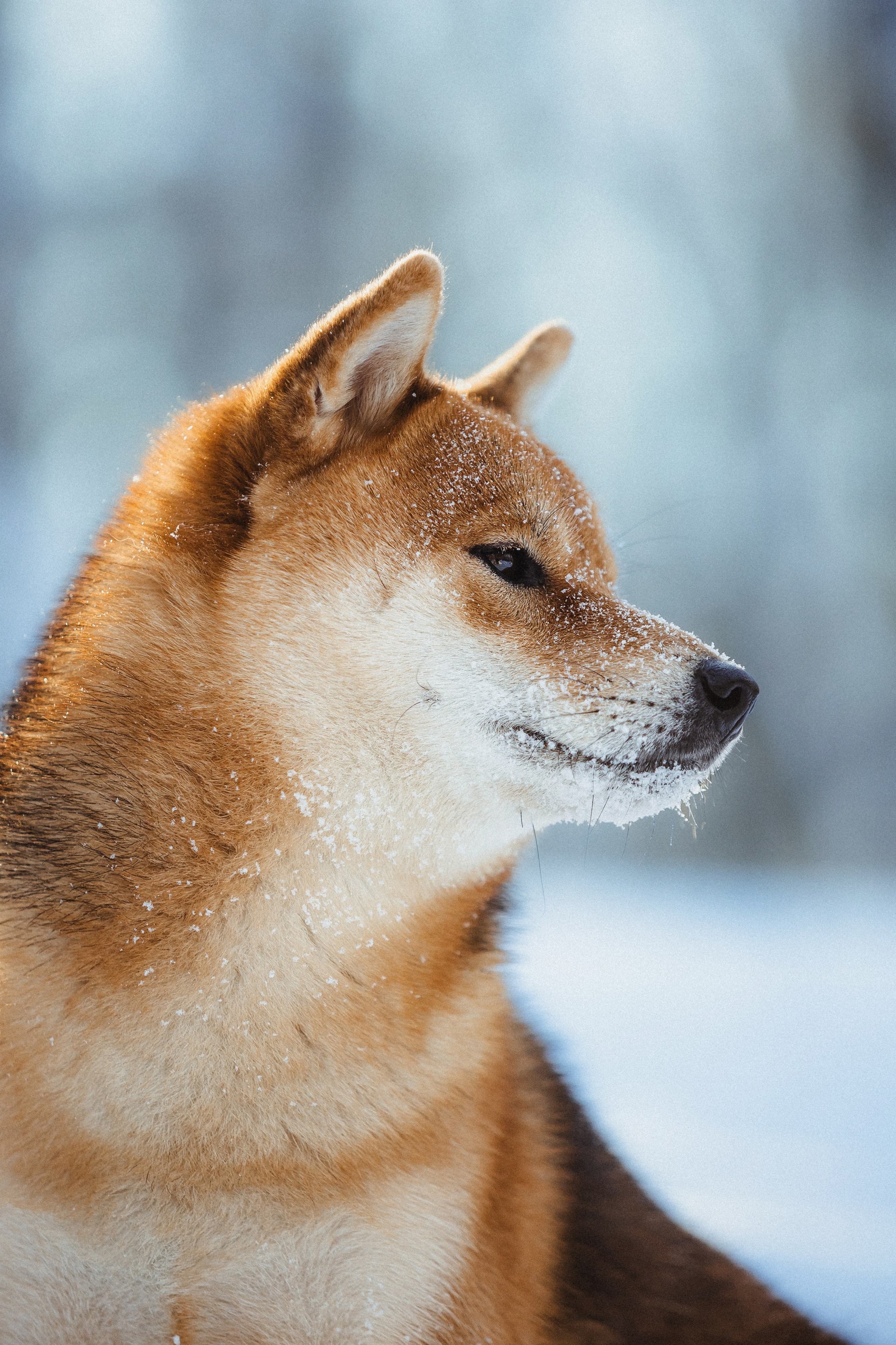 Шед, Цири и Ира