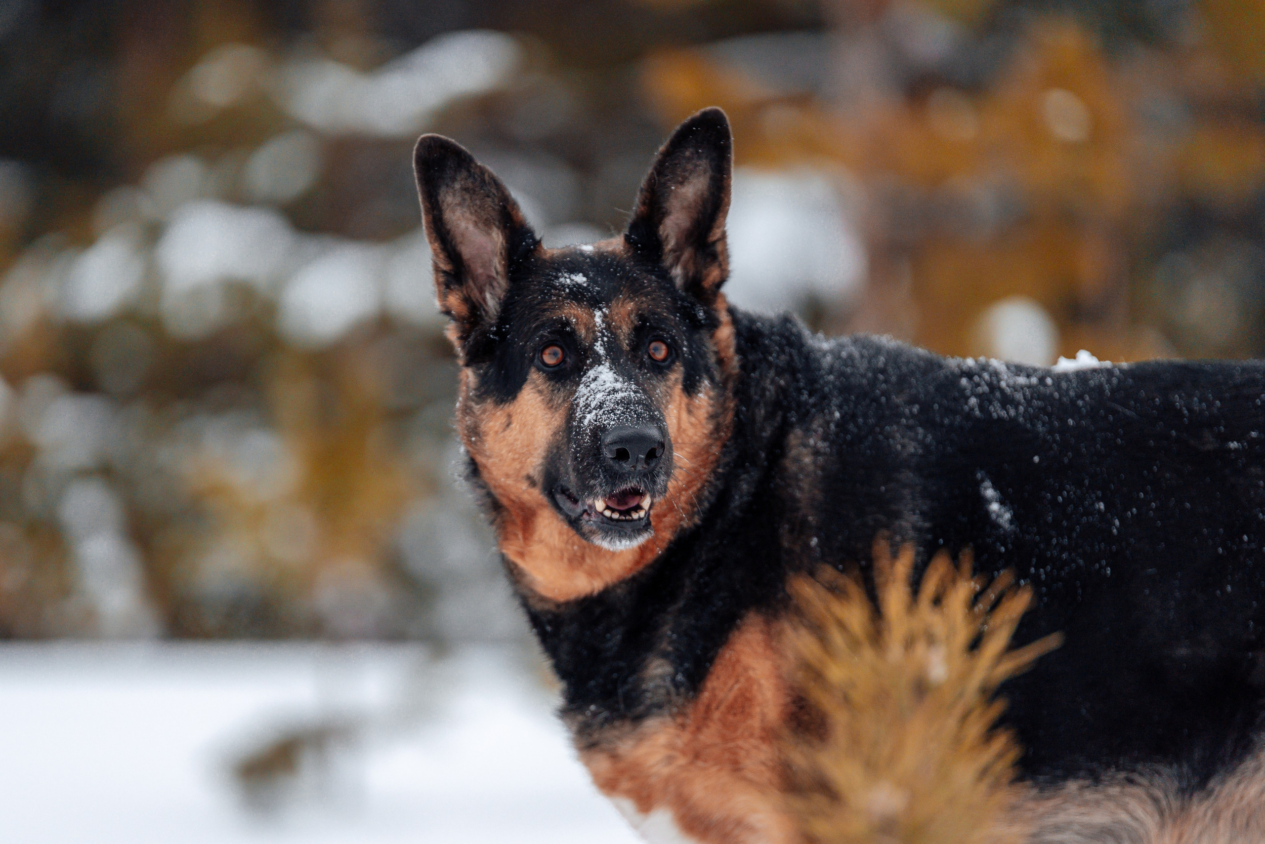 Светлана, Альфа и кошки ✨. Фотограф-анималист Анастасия Парфенова|Екатеринбург