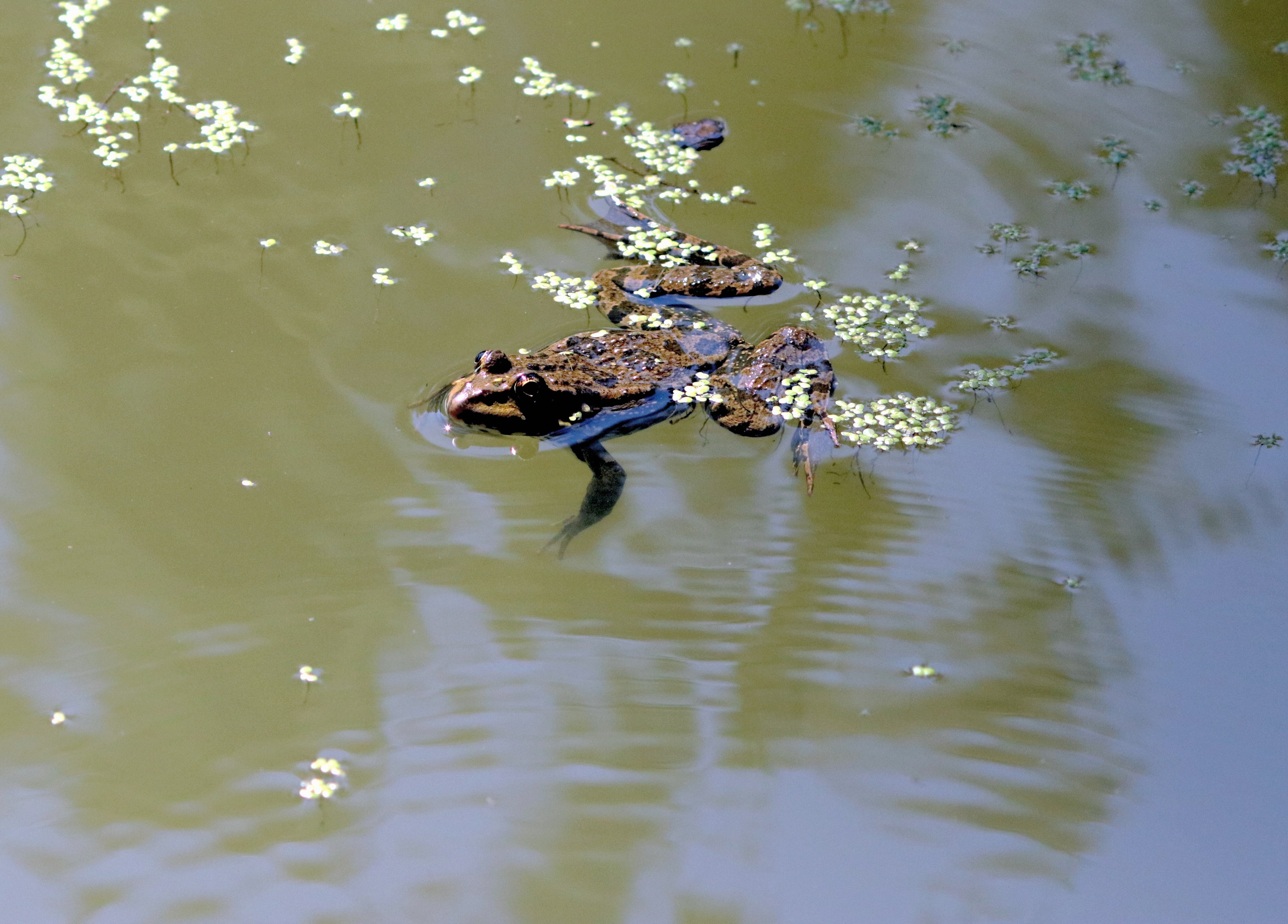 Птицы и животные южного региона. Фото-художник и Репортажный фотограф Николаев Александр Алексеевич
