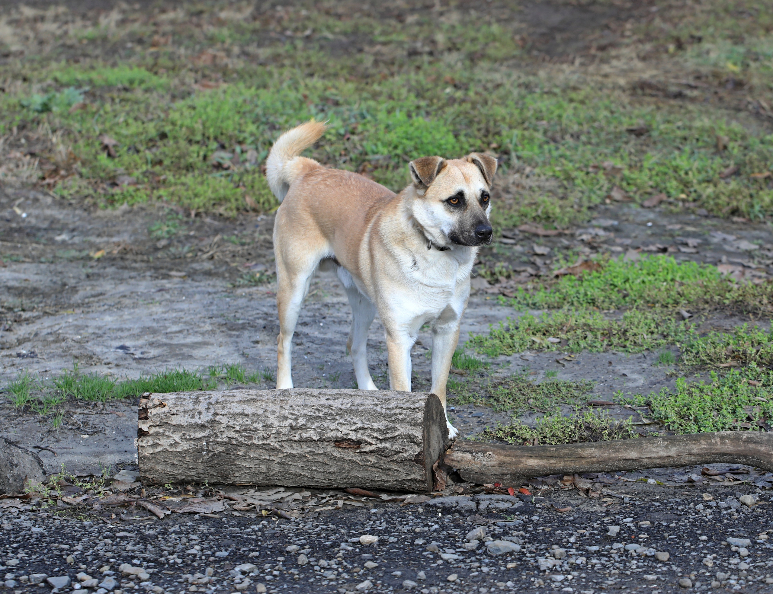 Домашние животные-Собаки. Фото-художник и Репортажный фотограф Николаев Александр Алексеевич