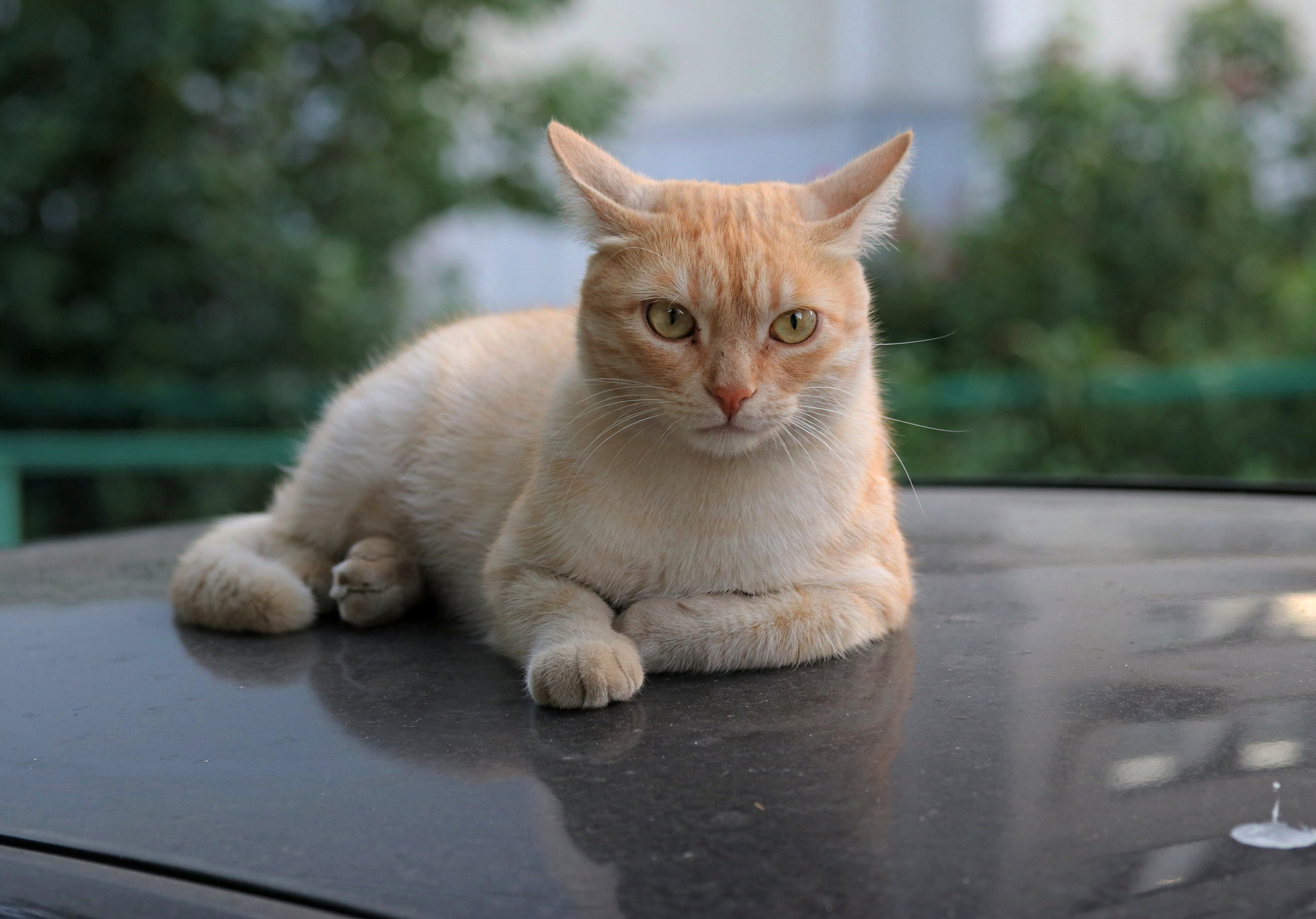 Домашние животные-Кошки. Фото-художник и Репортажный фотограф Николаев Александр Алексеевич