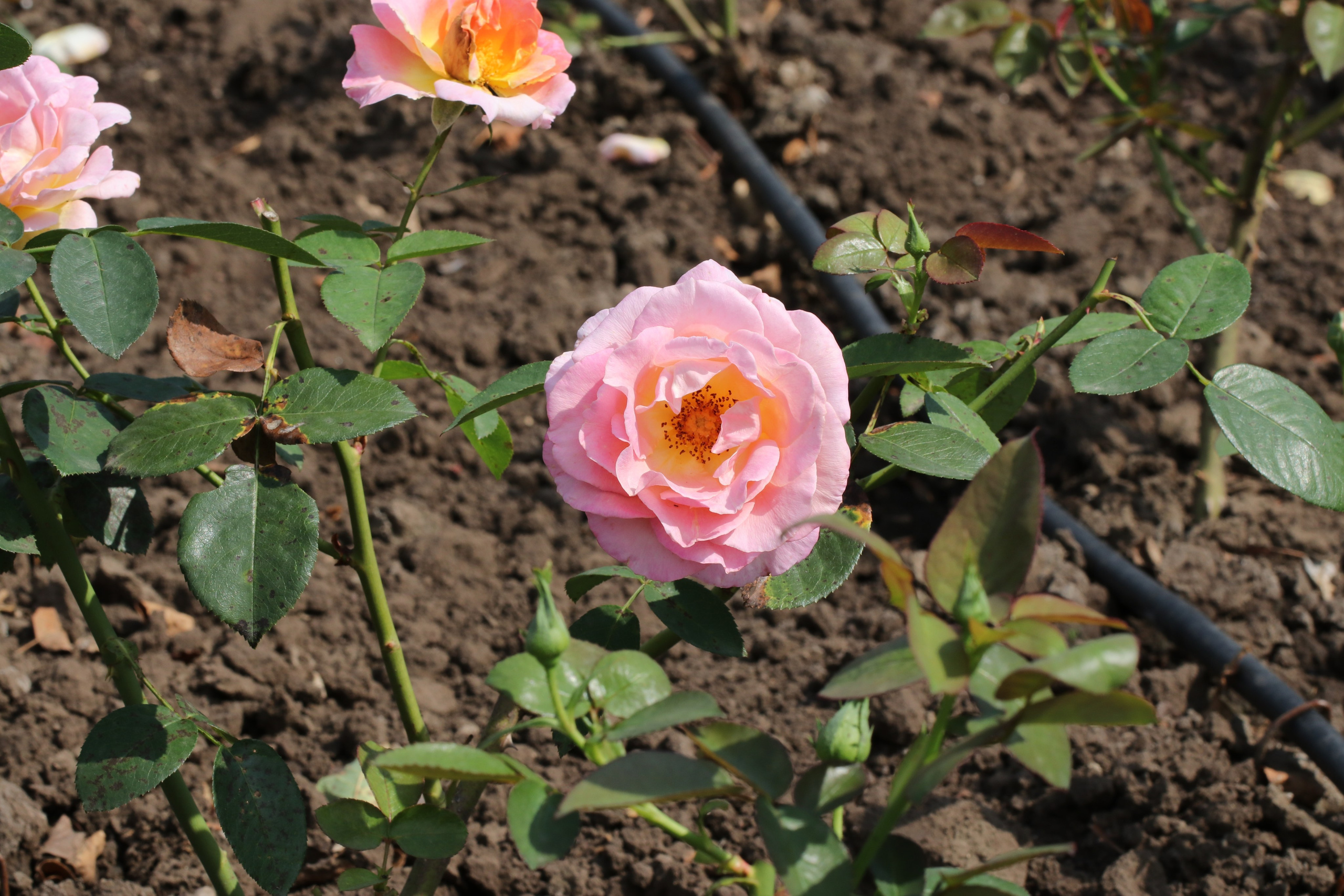 Долина роз в Кисловодске. Фото-художник и Репортажный фотограф Николаев Александр Алексеевич