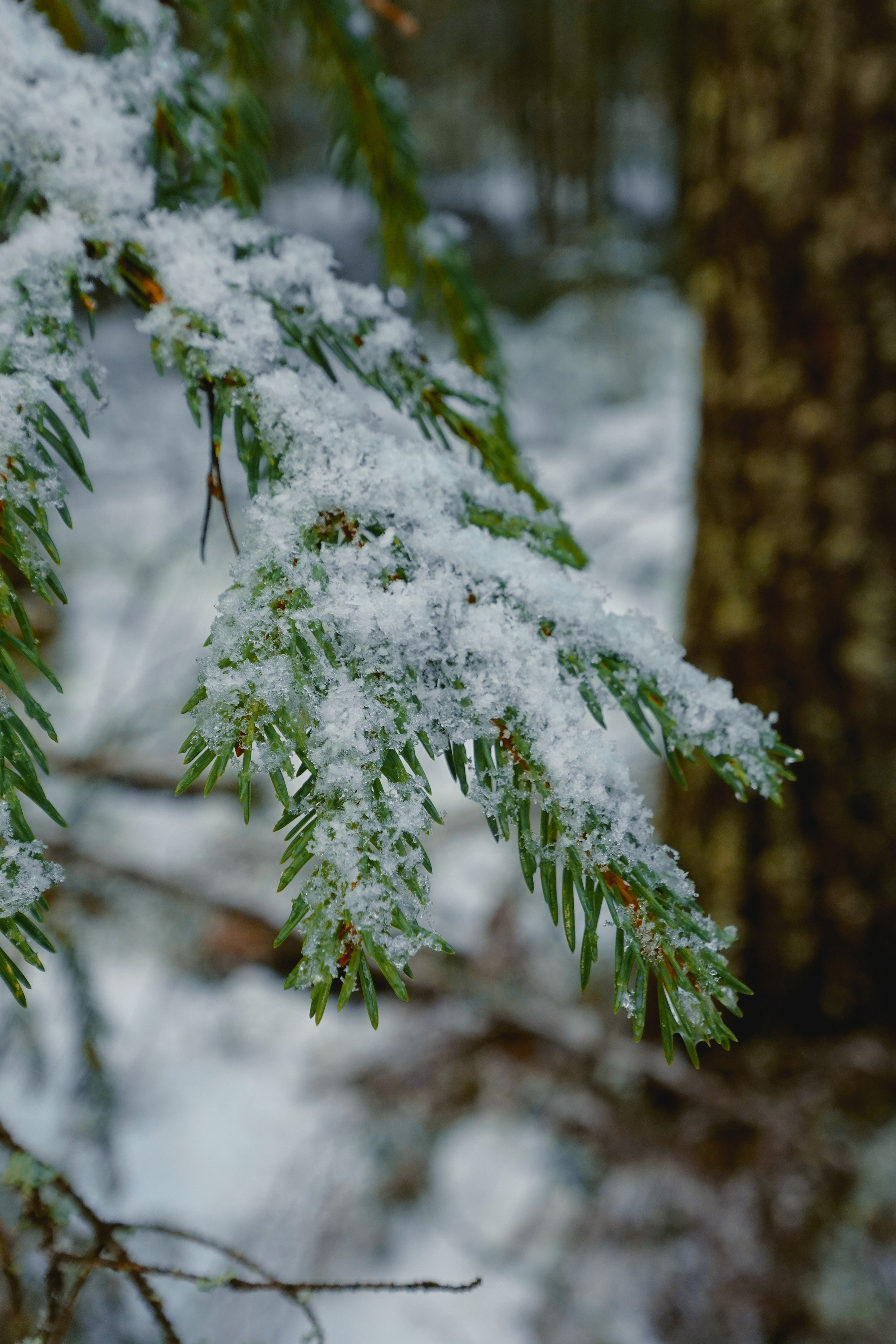 Пленишник. Фотограф Алиса Аспер
