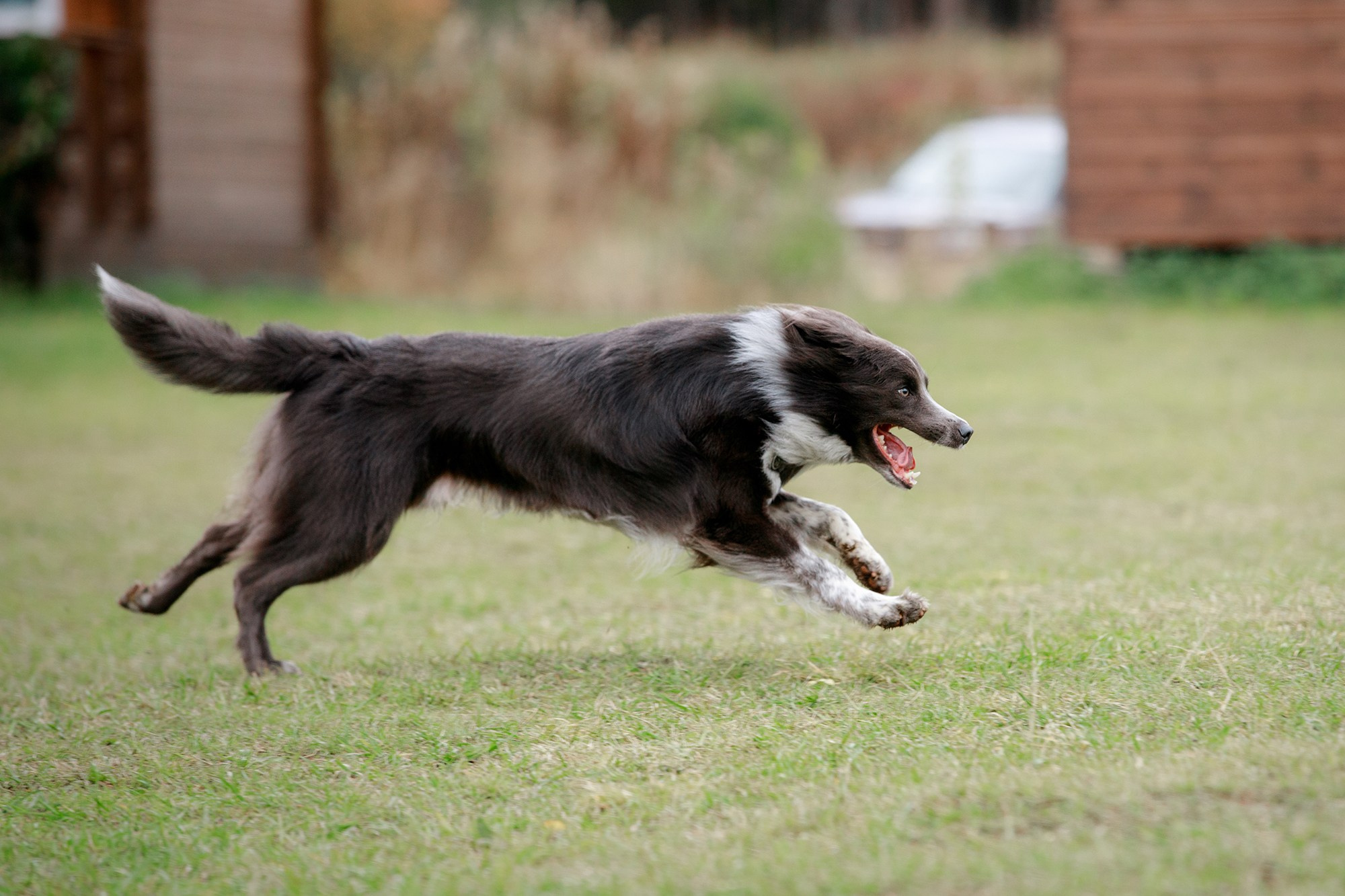 Лагерь по ОБД с Инной Баженовой. Фотограф-анималист Mary Mart — Москва, Питер