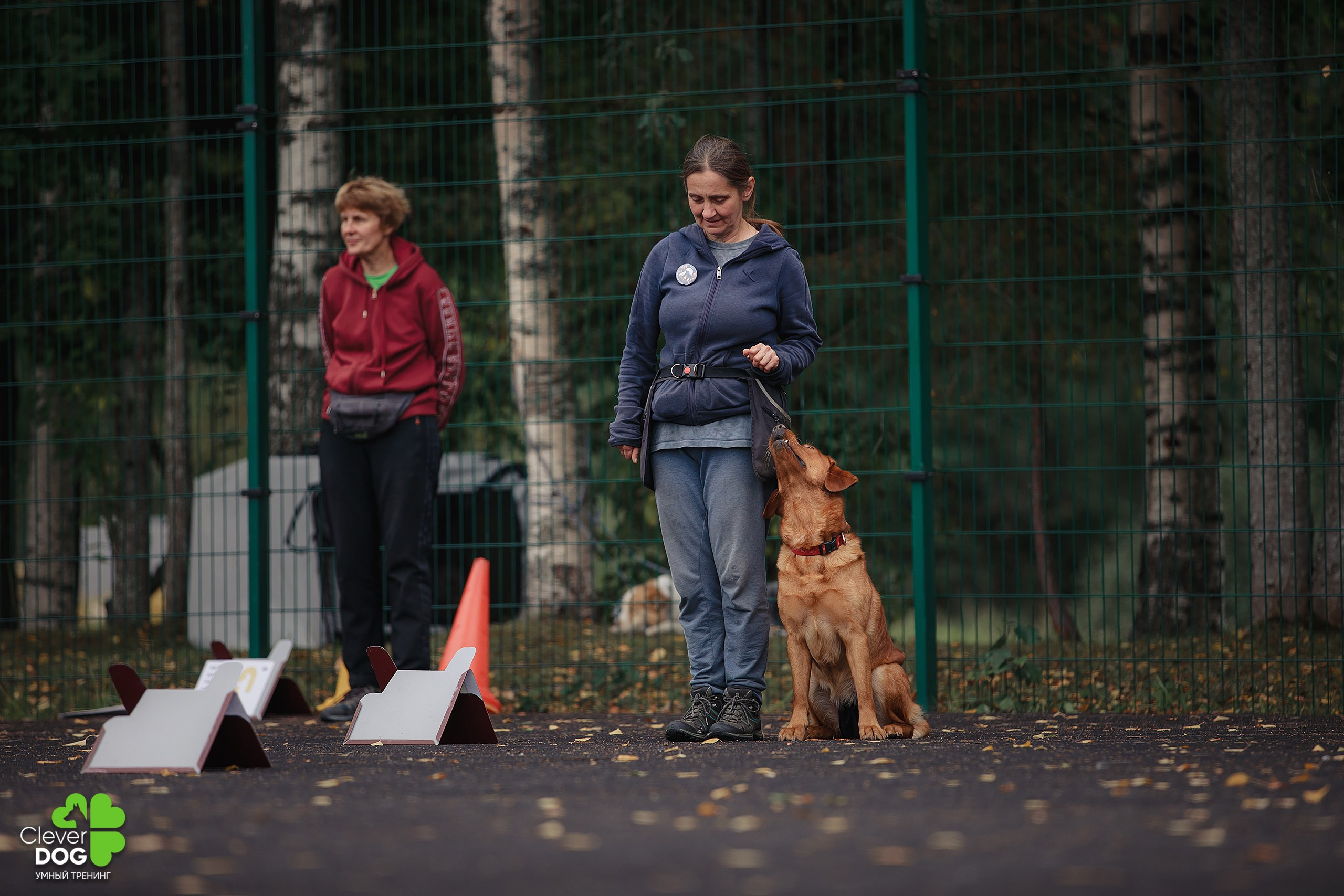 Кинологический лагерь CleverDog, 2024. Фотограф-анималист Mary Mart — Москва, Питер