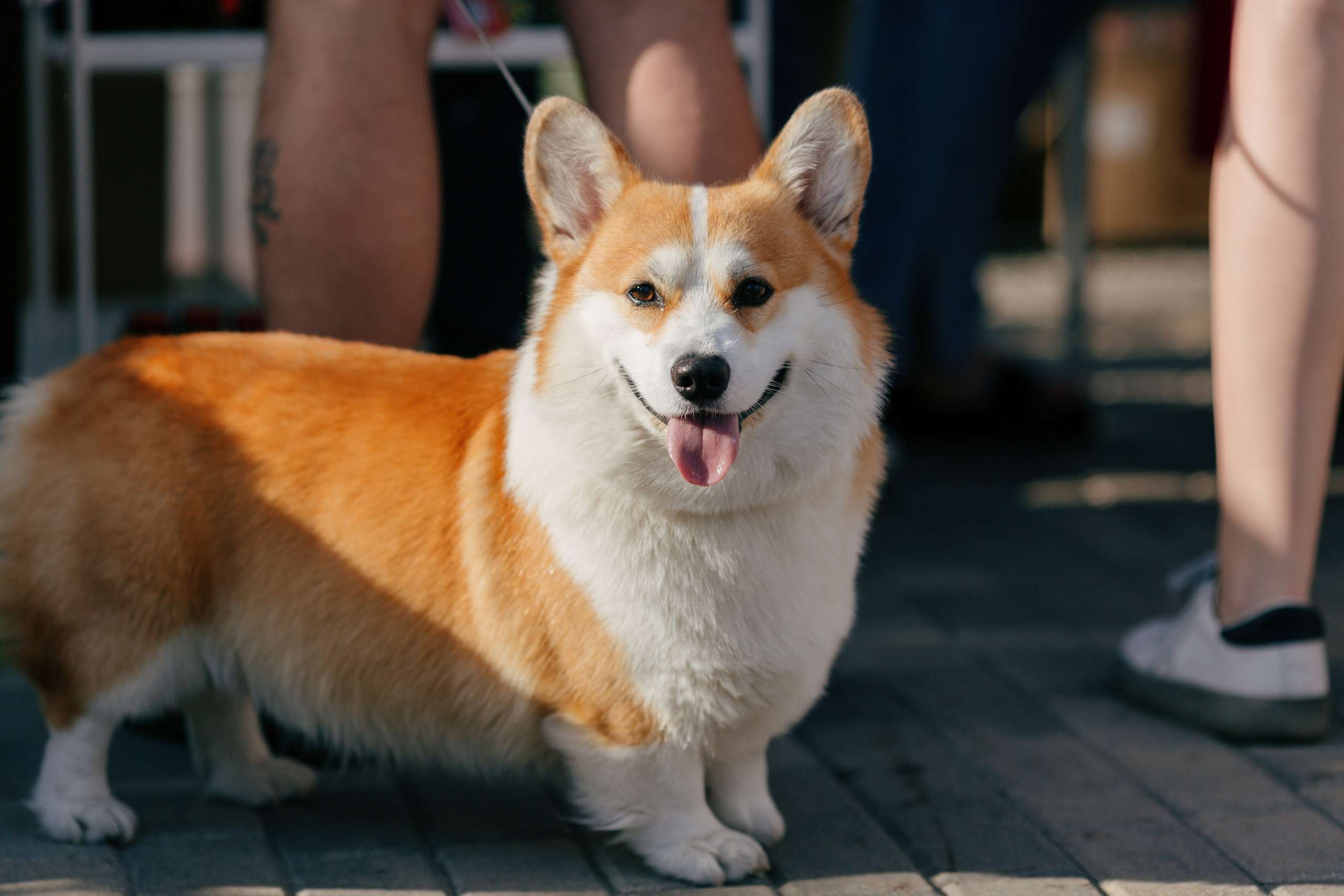 Dog Fest 2024. Главная