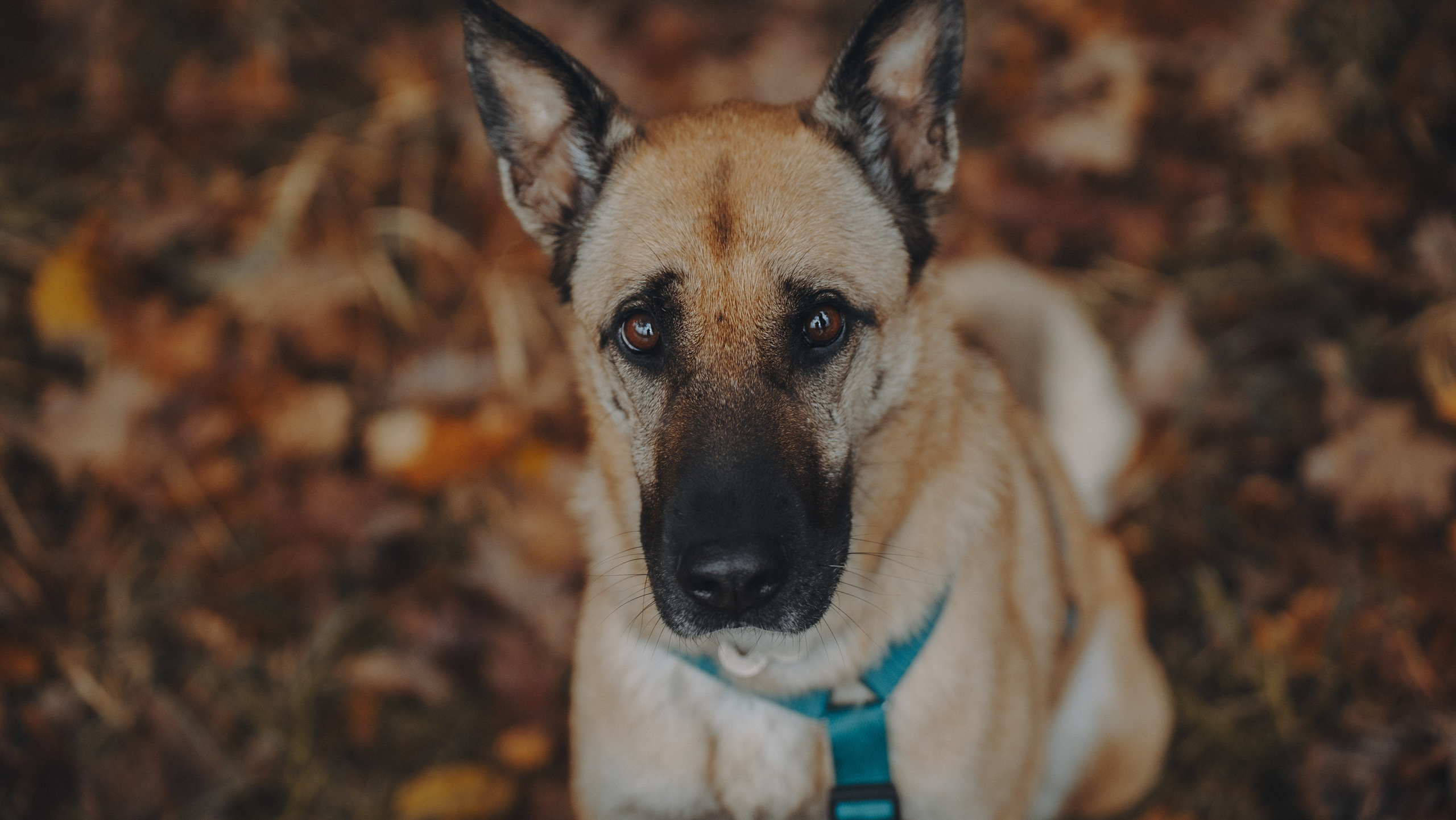 Наталия, Иван и Урса. Фотограф анималист в Москве и Санкт-Петербурге Свиридова Анна