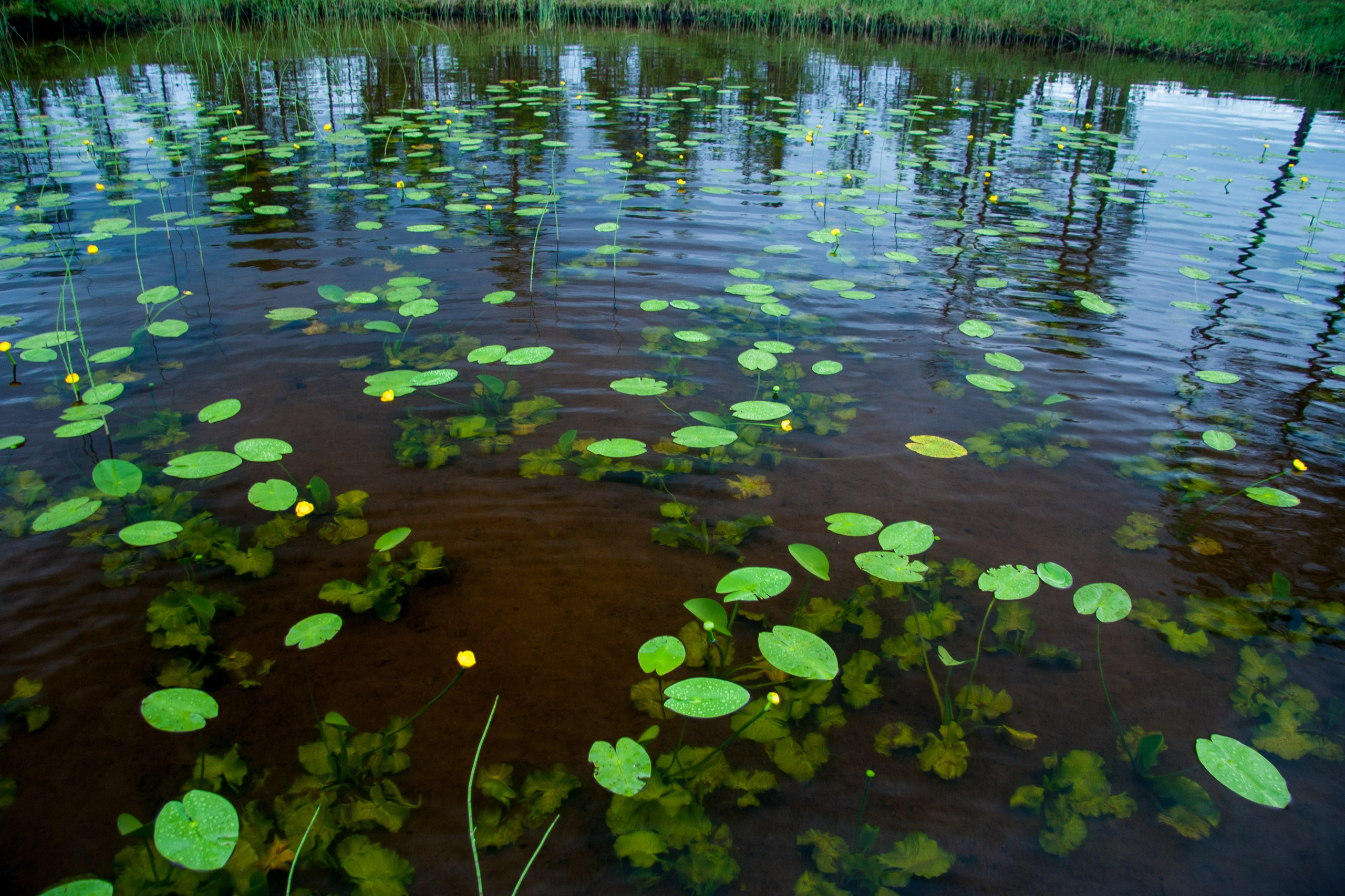Мир растений. Пейзажи Крайнего Севера. Баренцево море, Рыбачий, Средний, Немецкий