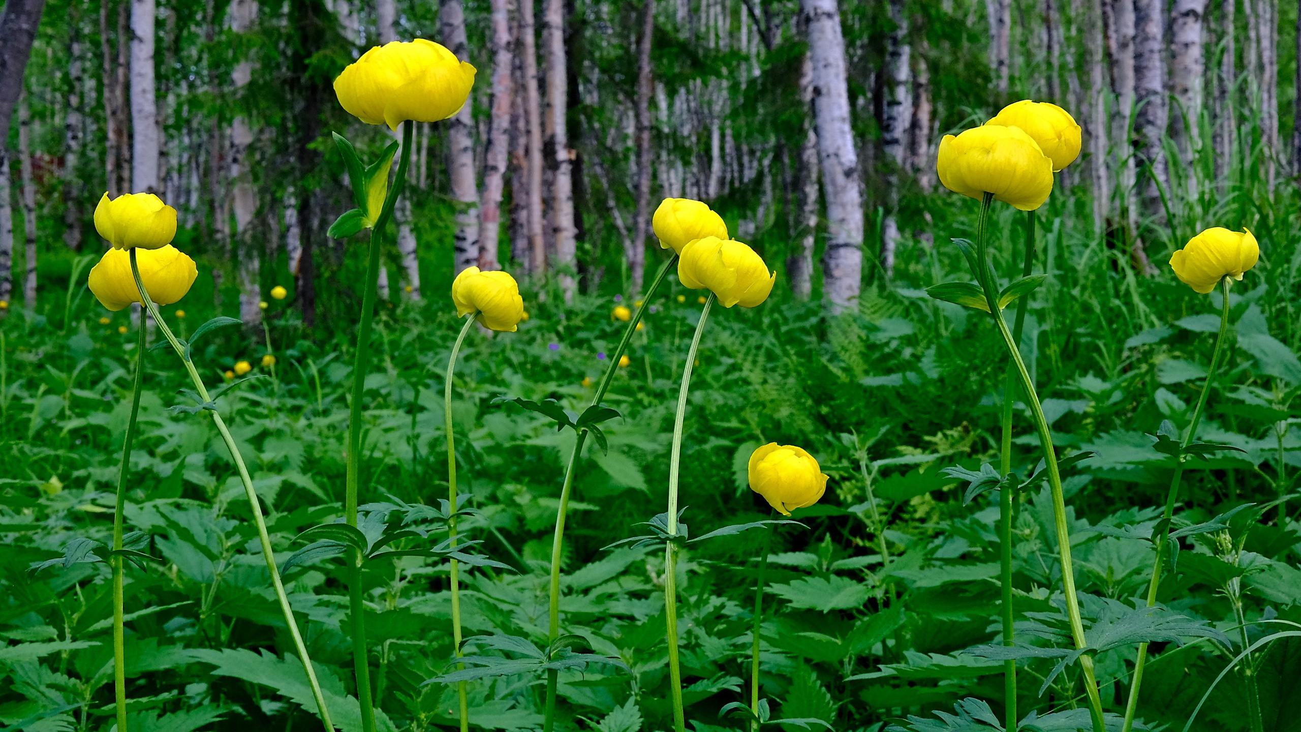 Мир растений. Пейзажи Крайнего Севера. Баренцево море, Рыбачий, Средний, Немецкий