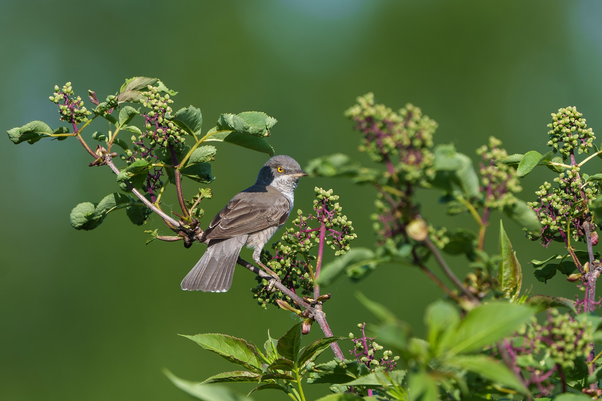 Удивительные мир птиц. Вокруг нас столько прекрасного — присмотритесь!. Ваш личный фотограф Марина Волкова