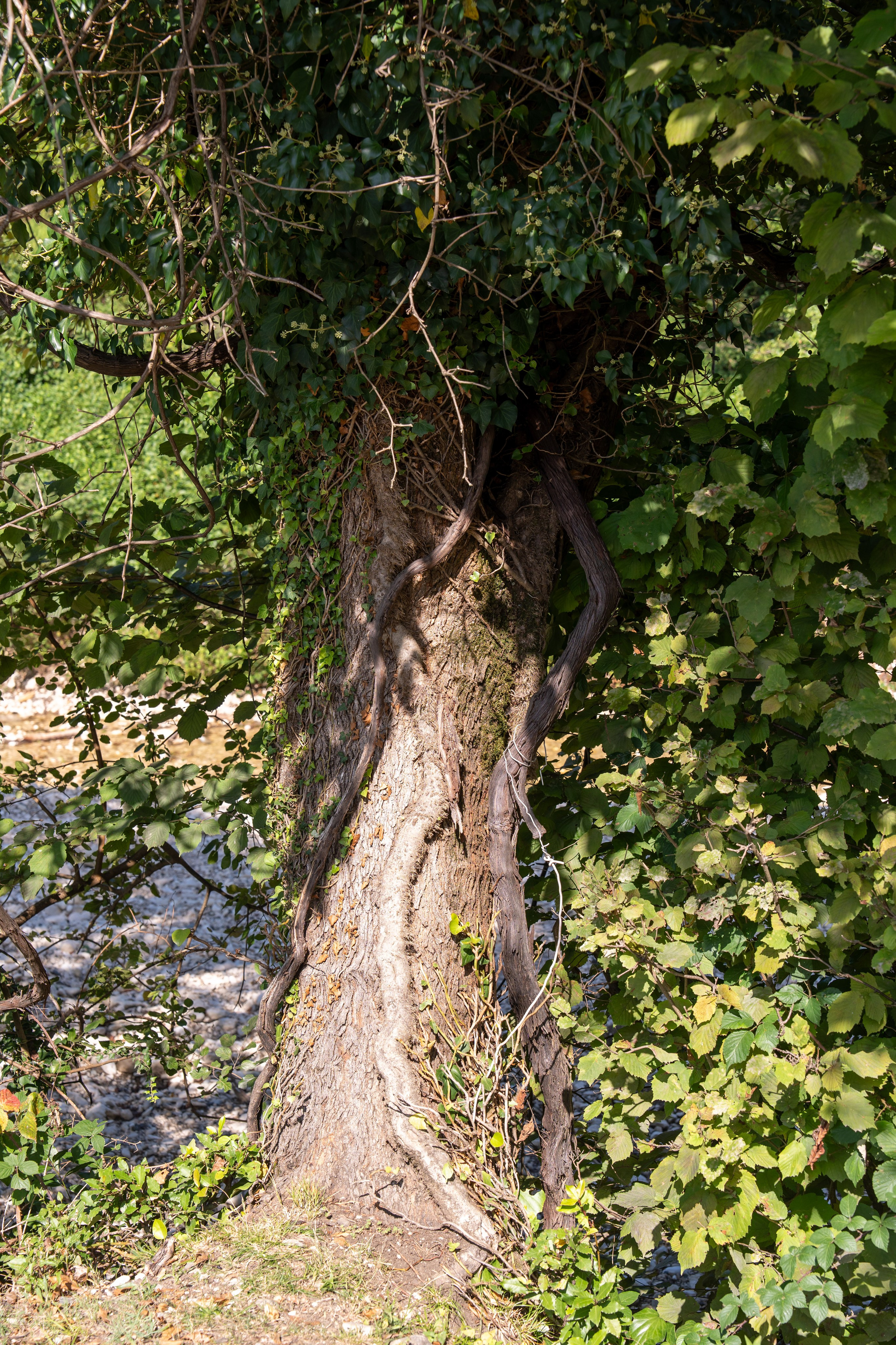 Mice мероприятие — тур по Абхазии. Репортажный фотограф в Красной Поляне и Сочи Павлюченко Екатерина
