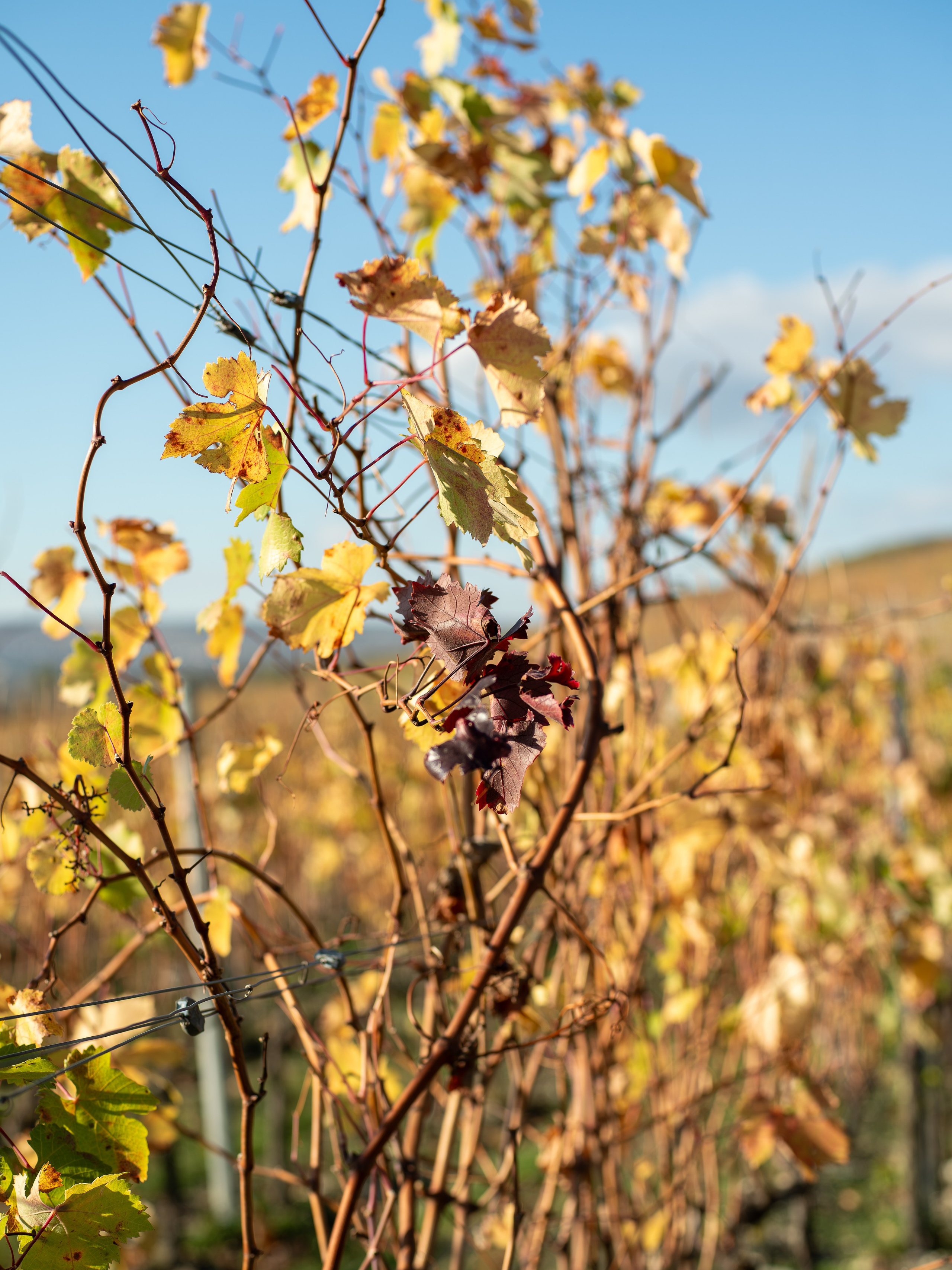 Литературная мастерская с Ольгой Шутовой в «Винотеррии». Репортажный фотограф в Красной Поляне и Сочи Павлюченко Екатерина