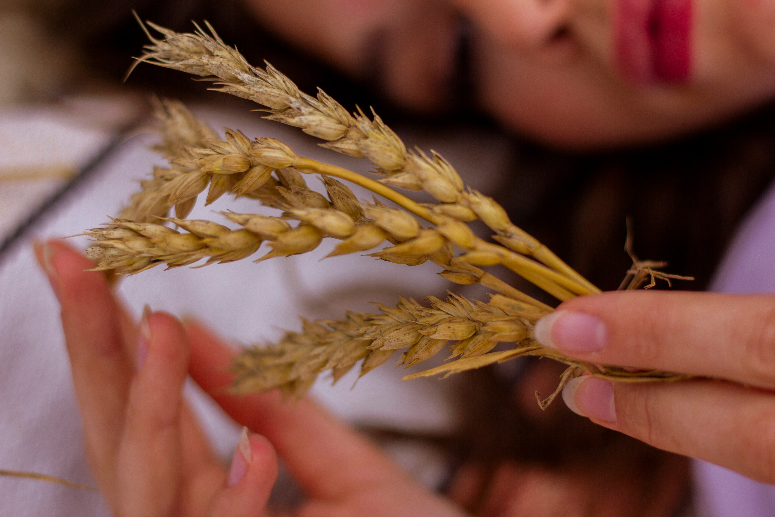 Пшеничные поля. Фотограф в Москве Серегина Екатерина