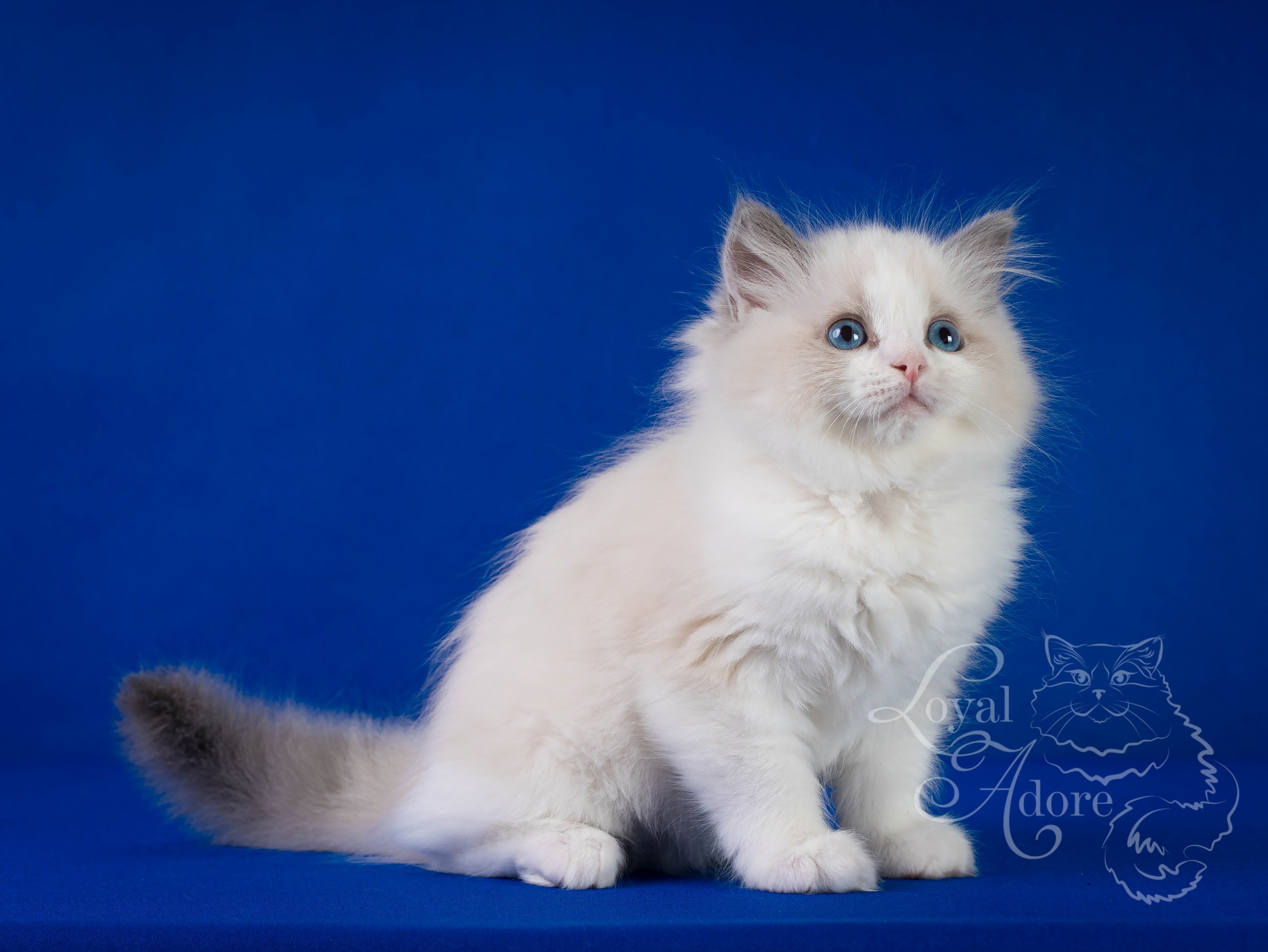 Котята рэгдолл от Loyal Adore. Питомник рэгдолл Loyal Adore